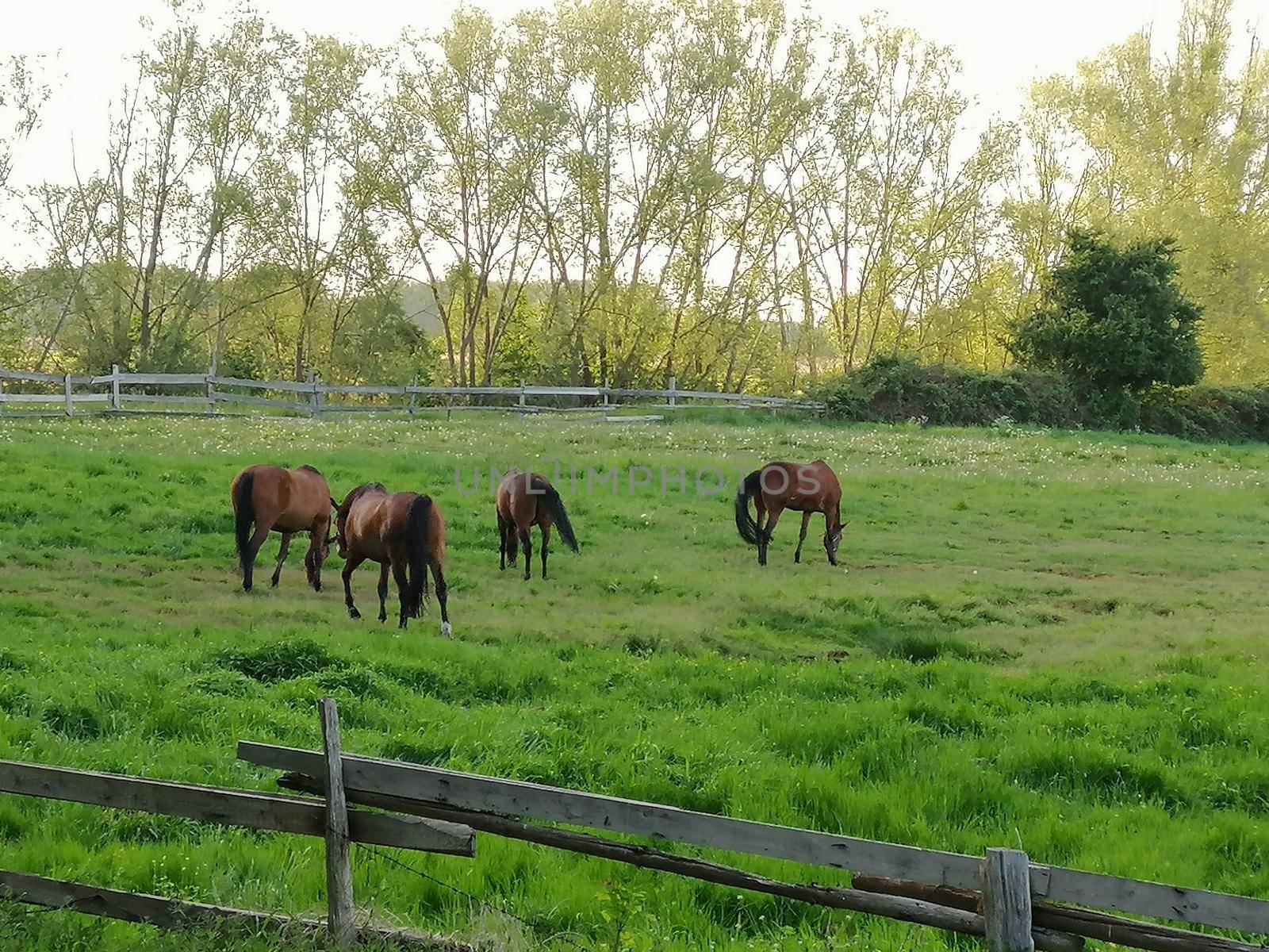 Horses in a grassy field on a bright and sunny day in Germany.