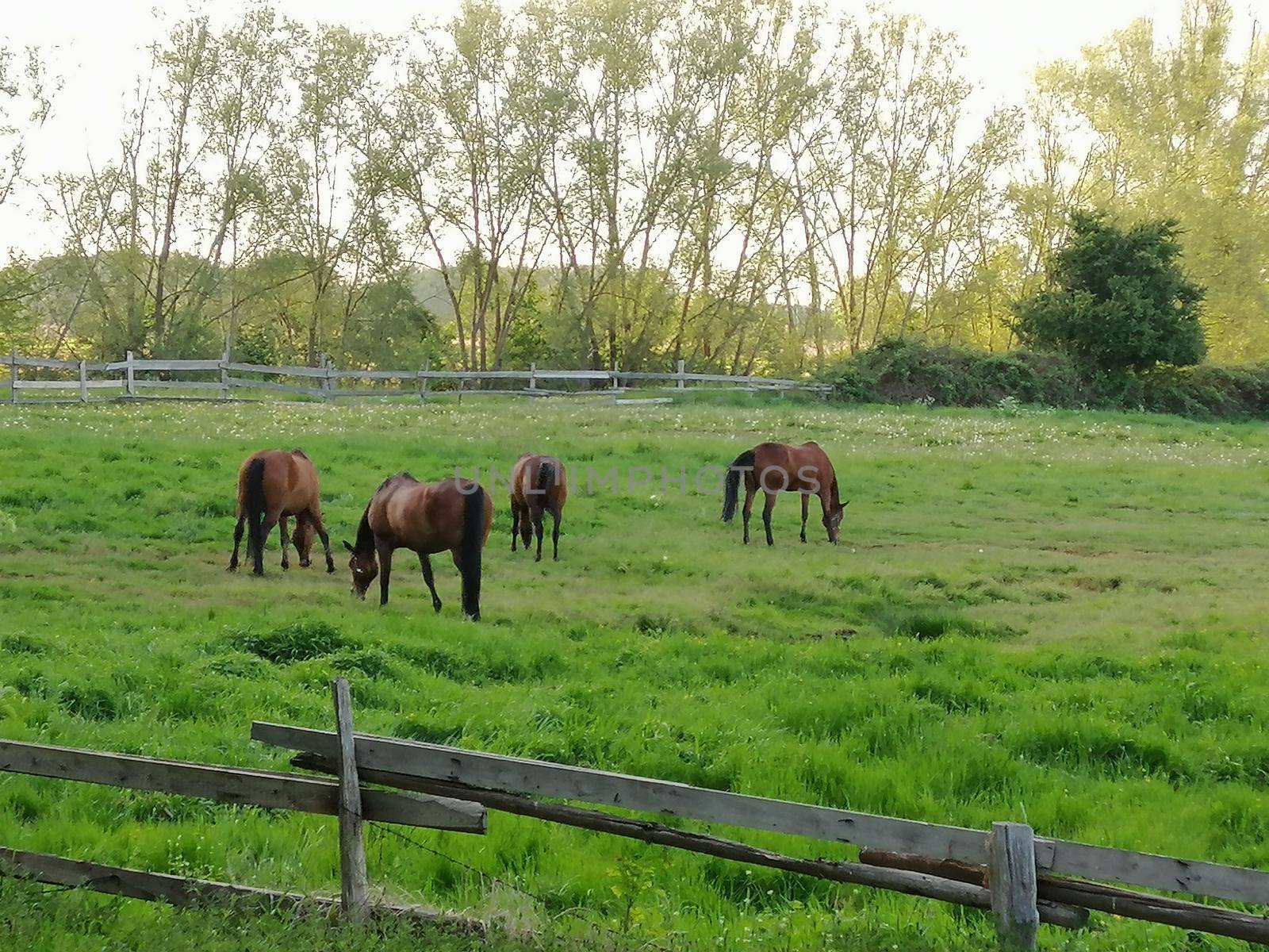 Horses in a grassy field on a bright and sunny day in Germany.