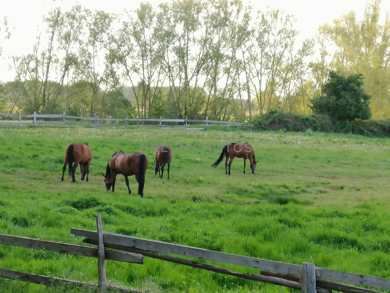 Horses in hills with beautiful view in Greifswald, Germany by Lenkapenka