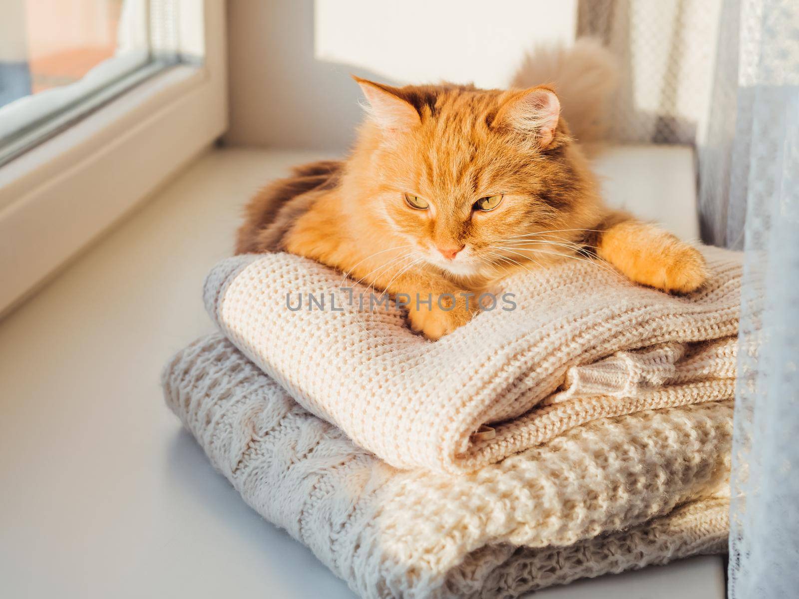 Cute ginger cat lies on pile of cable-knitted sweaters. Winter sunset. Fluffy pet on window sill with warm clothes. by aksenovko