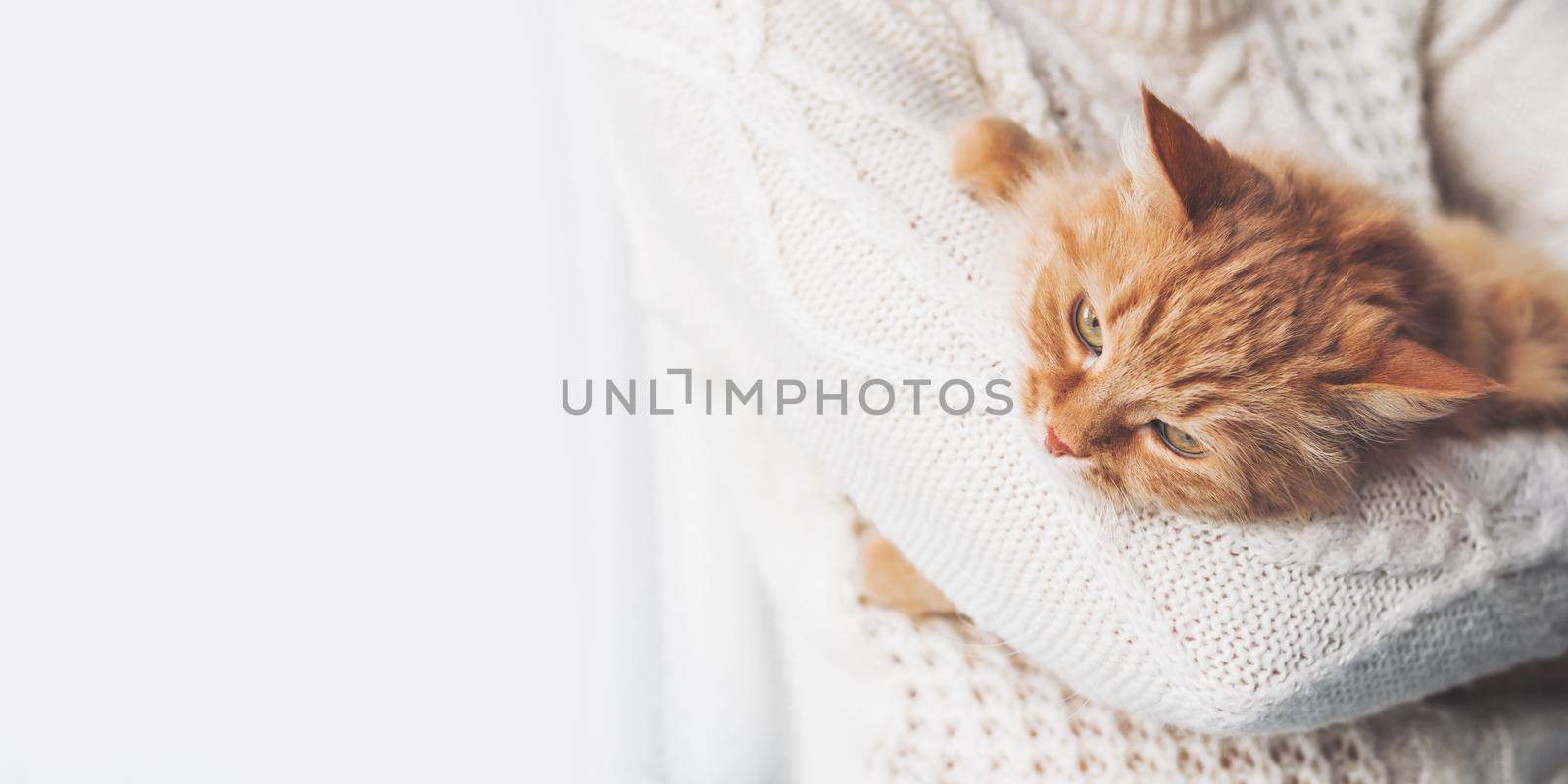 Woman in white cable-knit sweater holds ginger cat on hands. Fluffy pet with displeased face expression. Light banner with copy space.