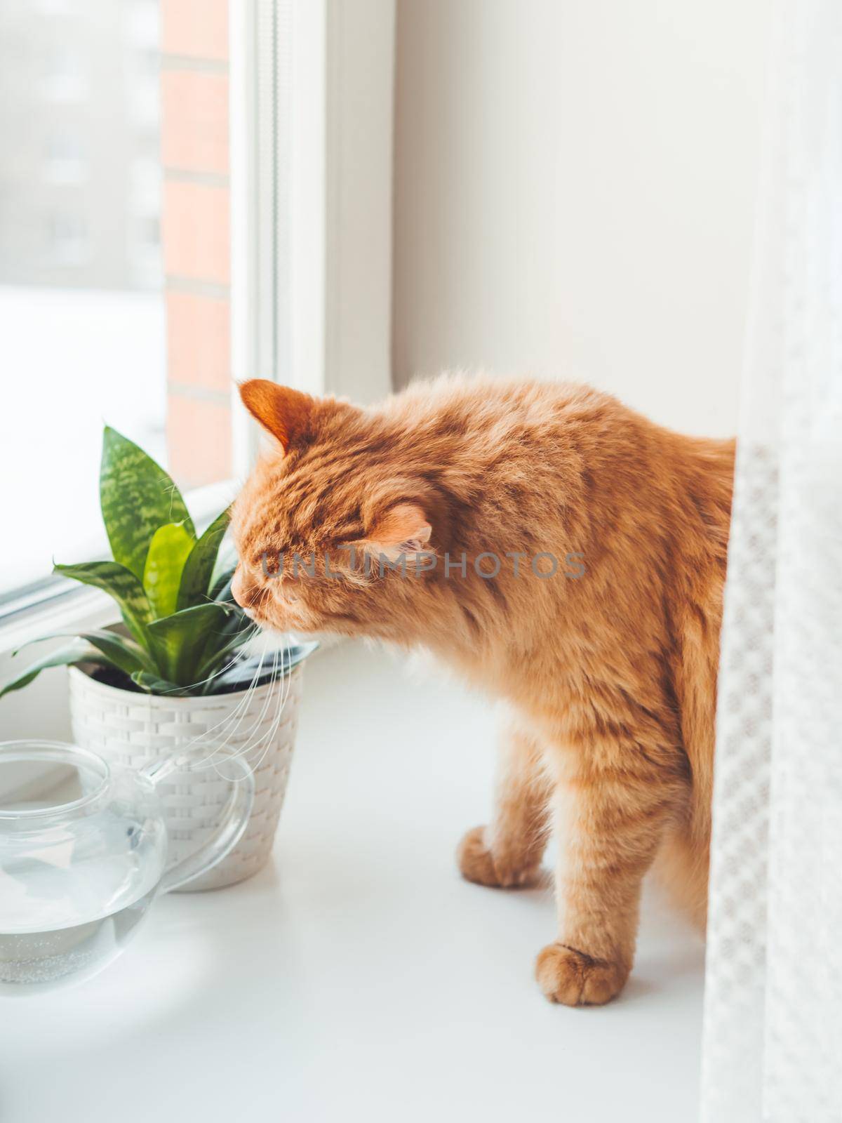 Cute ginger cat sniffs indoors plant. Flower pot with Sansevieria. Fluffy pet smells succulent plants on white window sill. Peaceful botanical hobby. Gardening at home. by aksenovko