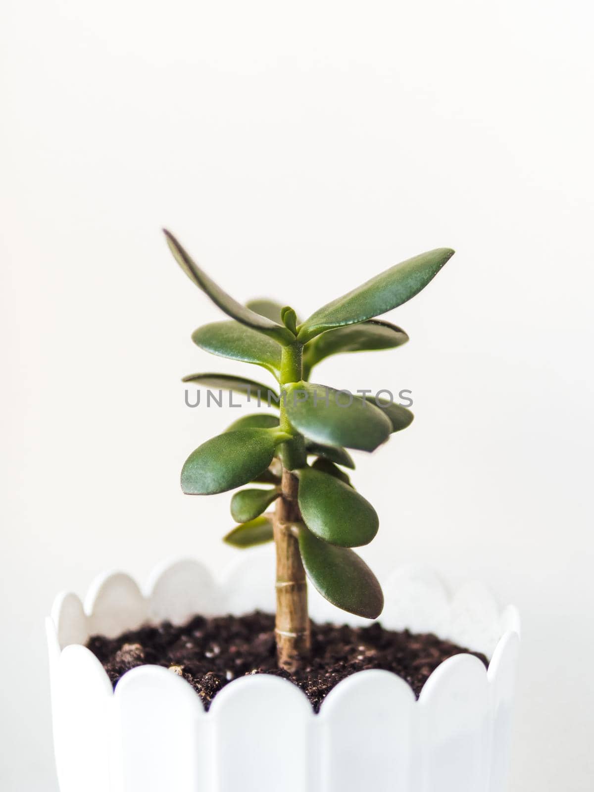 Flower pot with Crassula. Succulent plant on white background. Green leaves of money tree, symbol of luck. Peaceful botanical hobby. Gardening at home.