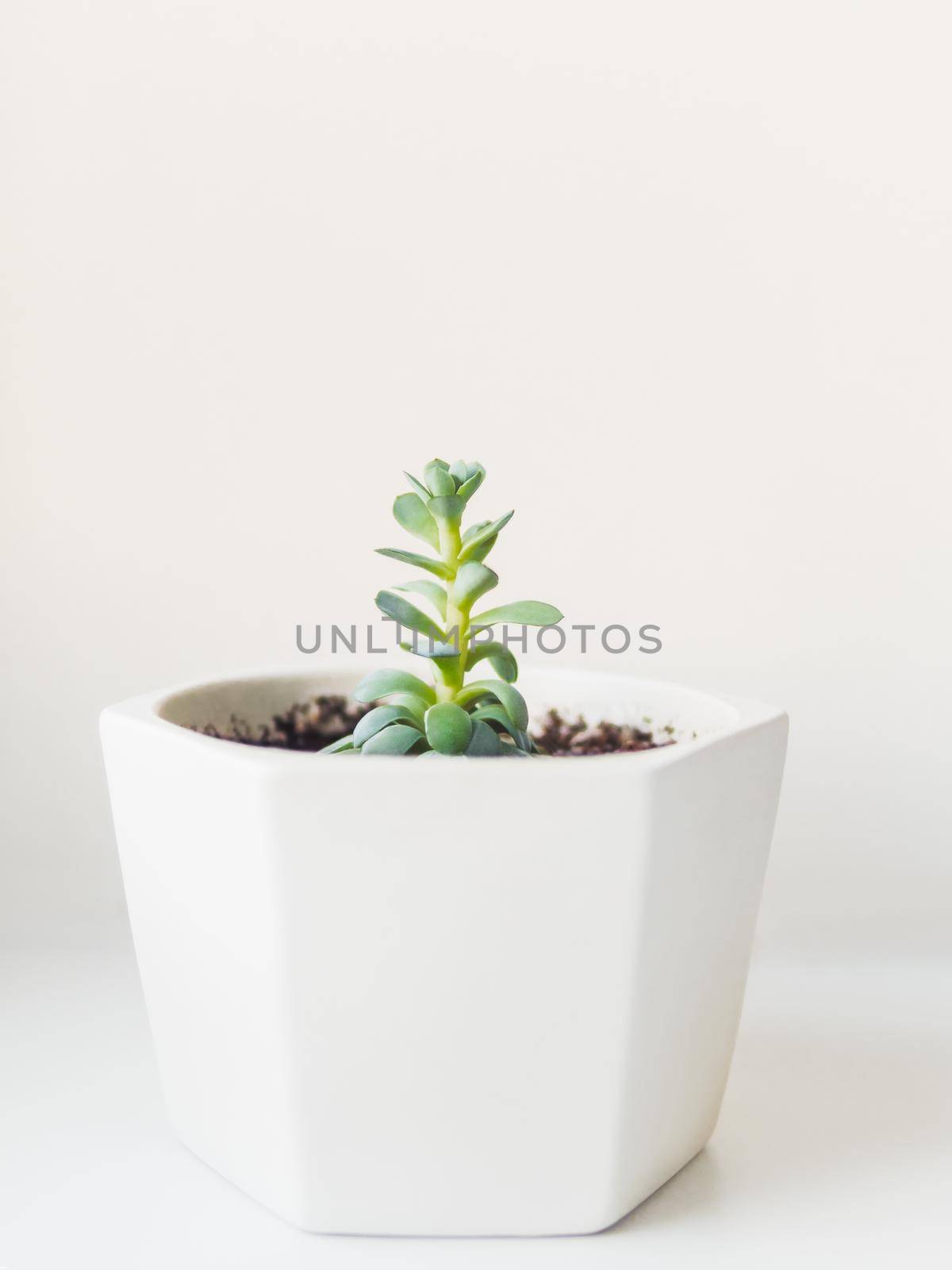 Flower pot with Echeveria. Green leaves of succulent plant on white background. Peaceful botanical hobby. Gardening at home. by aksenovko