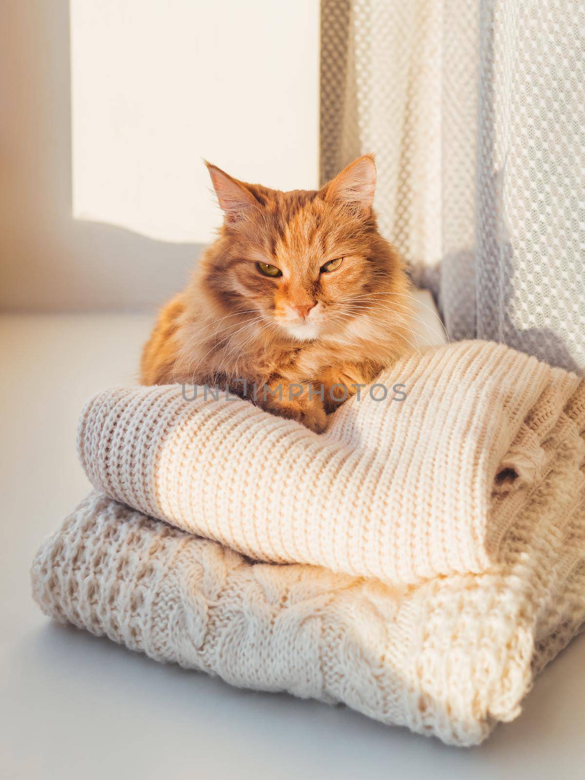 Cute ginger cat lies on pile of cable-knitted sweaters. Winter sunset. Fluffy pet on window sill with warm clothes.