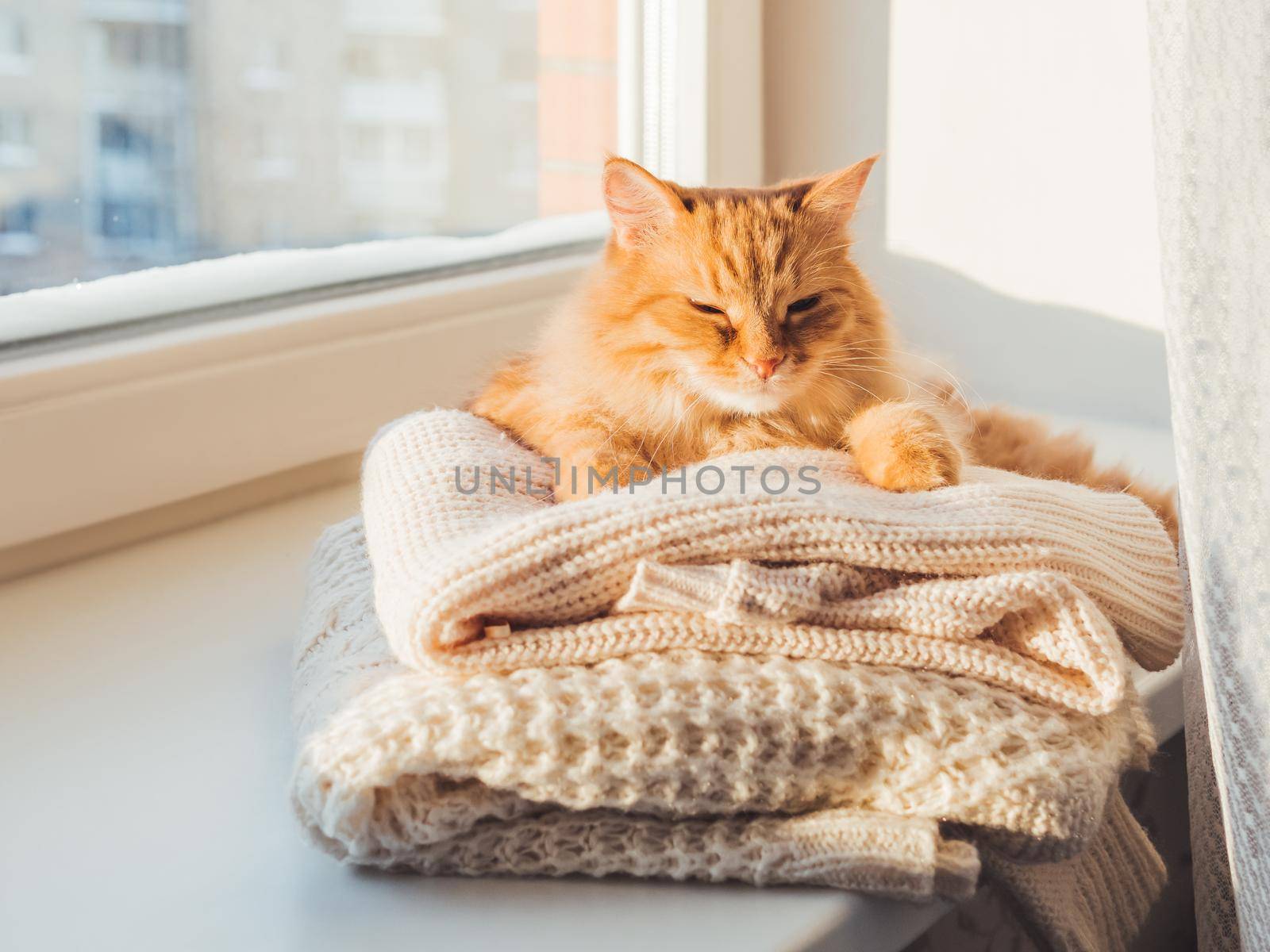 Cute ginger cat sleeps on pile of cable-knitted sweaters. Winter sunset. Fluffy pet on window sill with warm clothes.