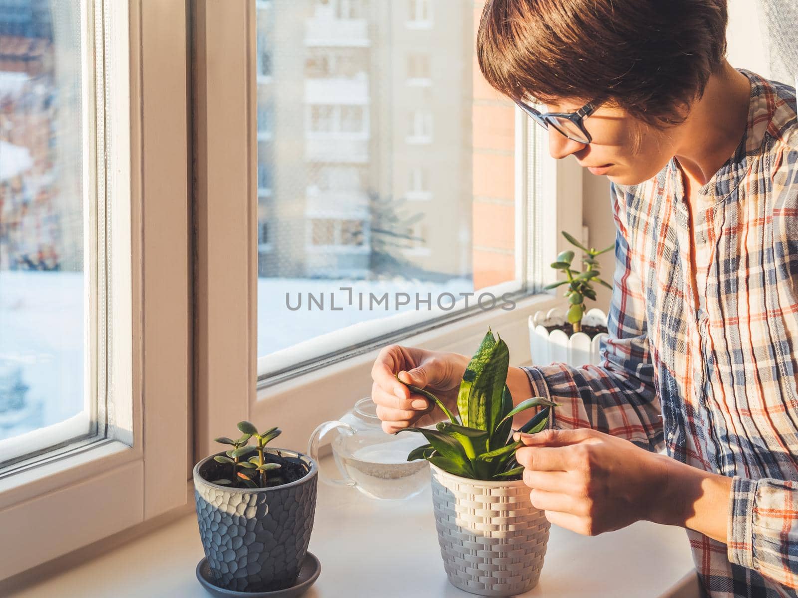 Woman takes care of succulent plants in flower pots on window sill. Sansevieria, Crassula. Peaceful botanical hobby. Gardening at home. Winter sunset.