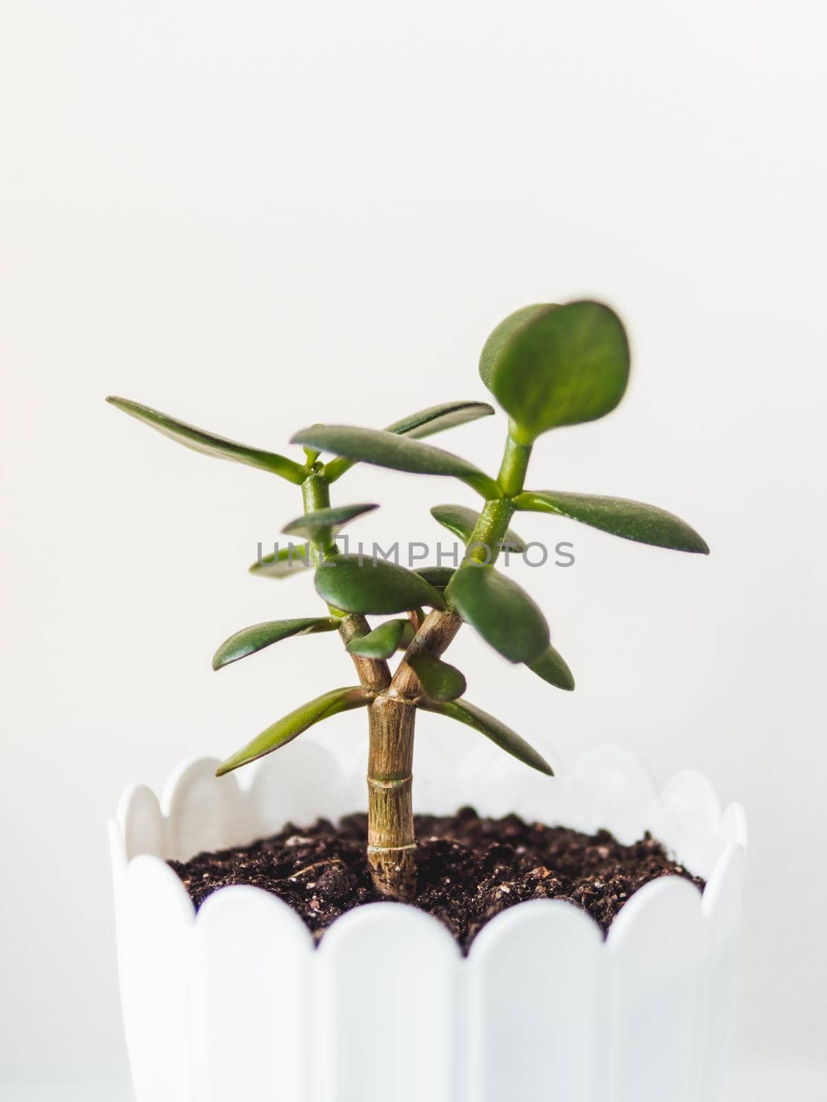 Flower pot with forked Crassula. Succulent plant on white background. Green leaves of money tree, symbol of luck. Peaceful botanical hobby. Gardening at home.