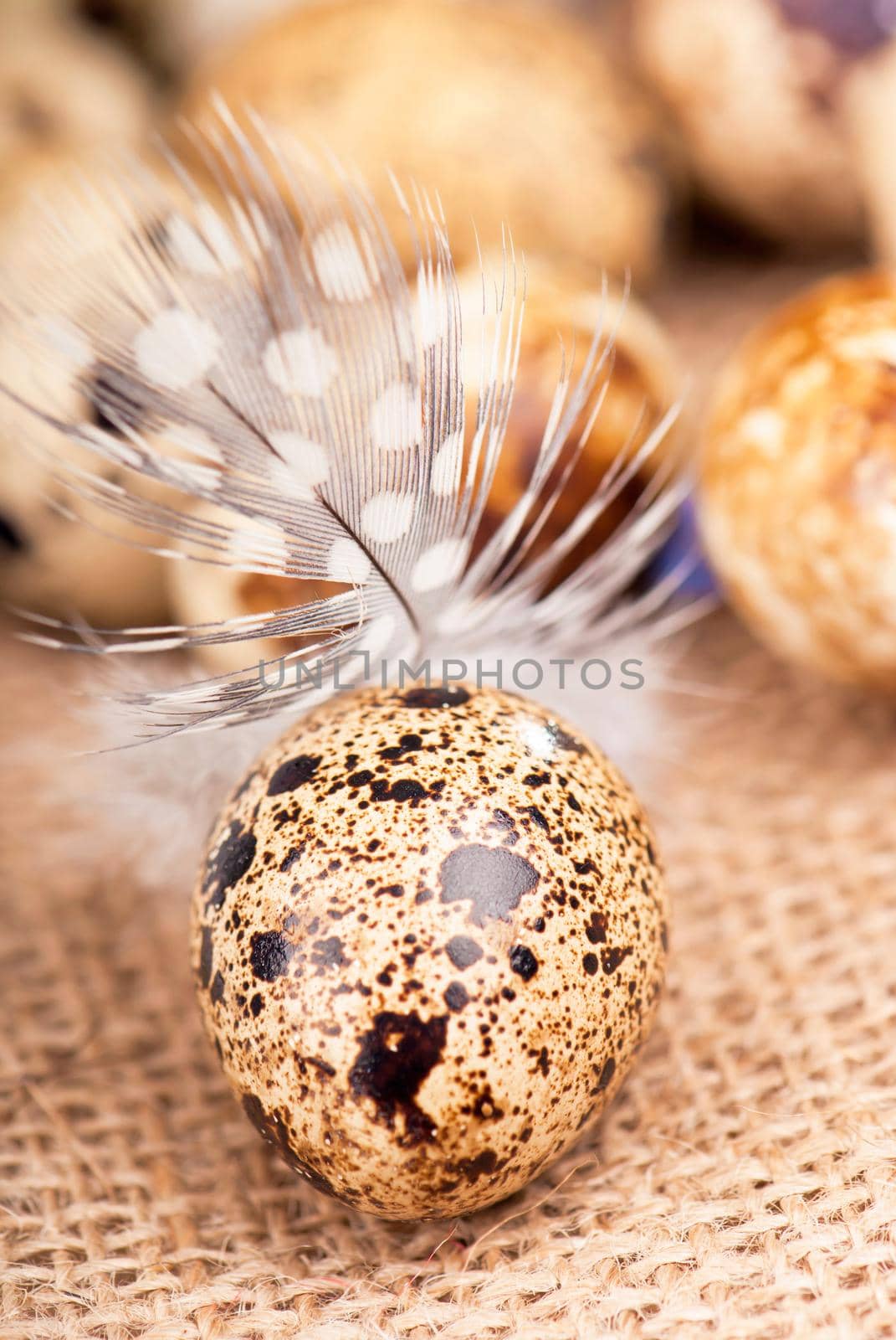 quail eggs and feather lie on a cloth