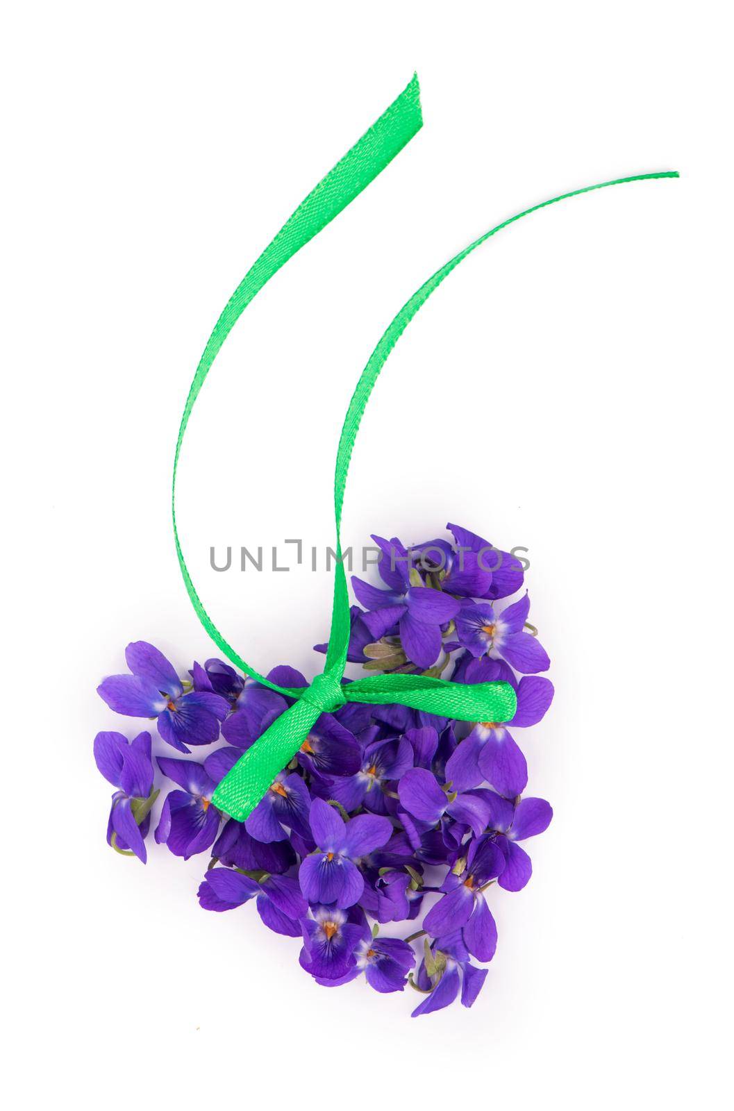 Green leaf and flowers of Wood violet Viola odorata isolated on white background. Medicinal and garden plant