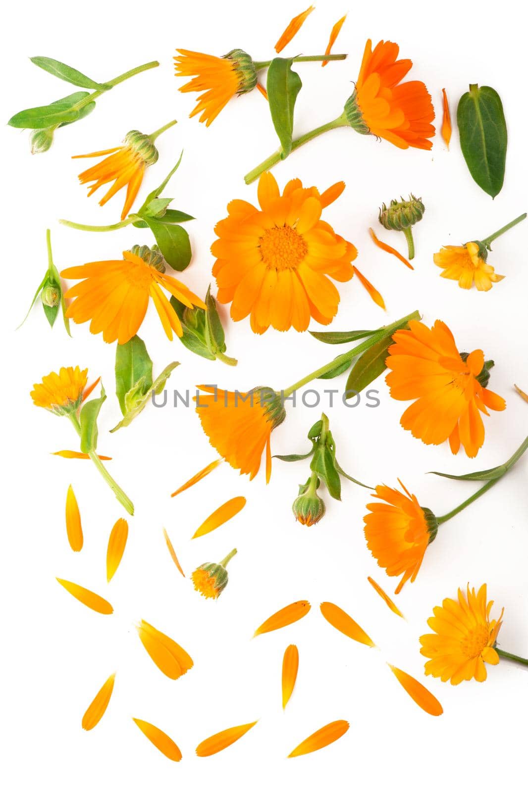 Calendula. Marigold flower isolated on white background with copy space for your text. by aprilphoto