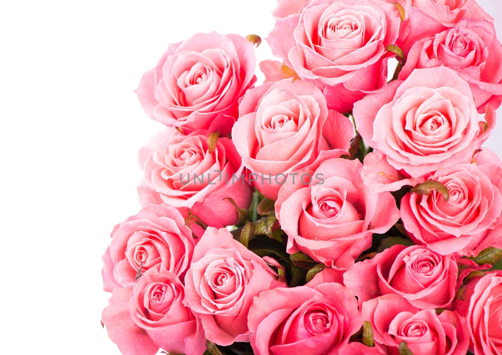 Pink roses isolated on the white background by aprilphoto