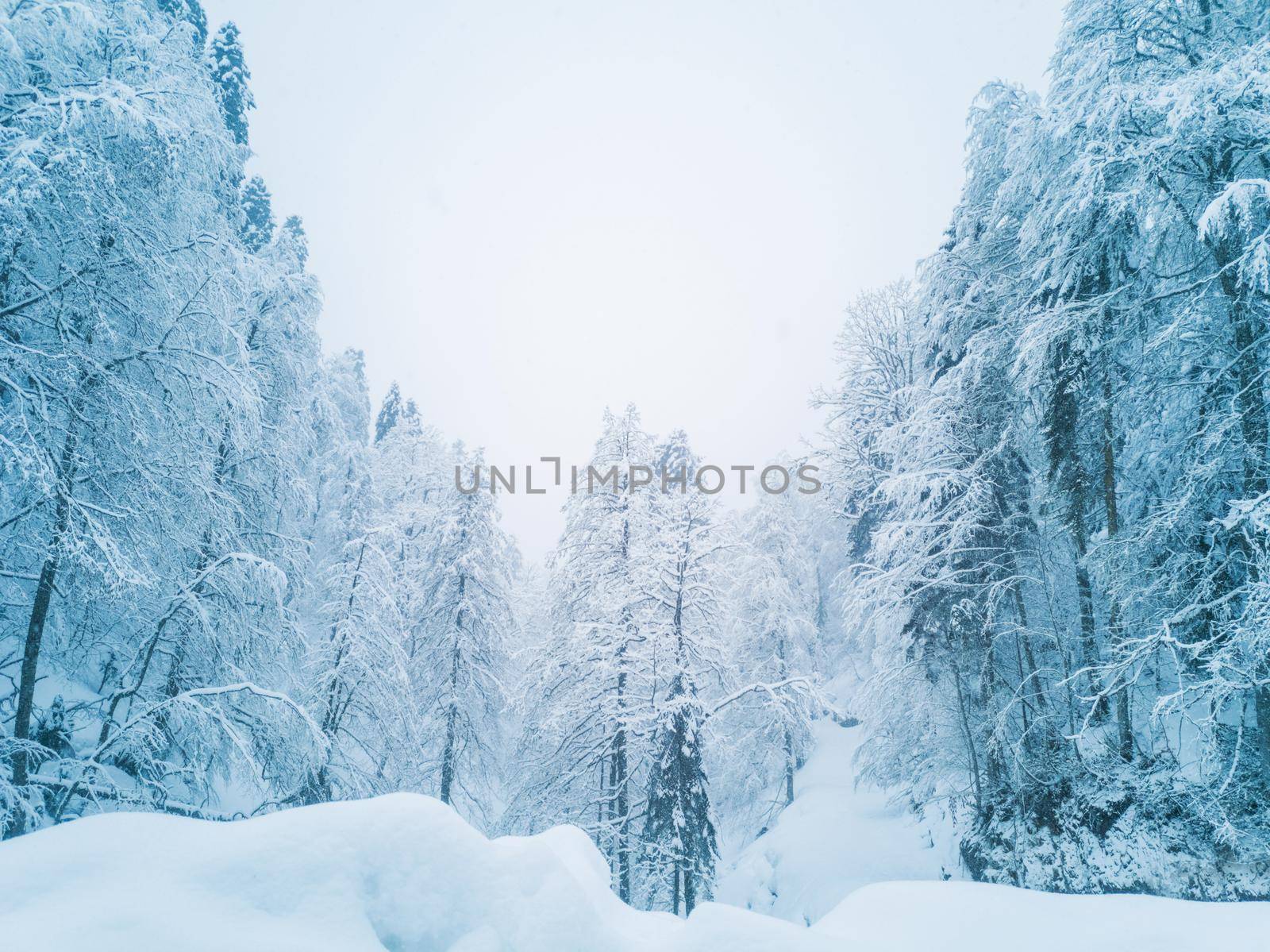 Beautiful winter landscape with forest in Caucasus mountains, Sochi, Russia, trees covered with snow frost, foggy morning