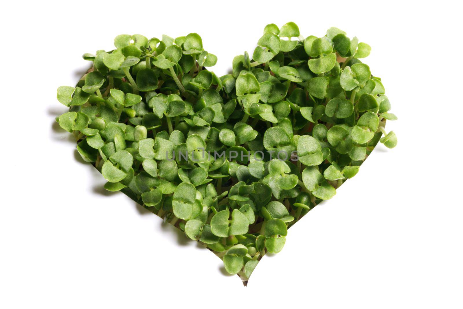 Sprout green plants growing a heart shape isolated on white background