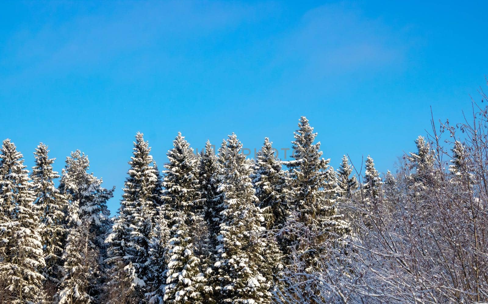 Snow-covered white fir trees, sparkling in the sun. A picturesque and magnificent winter scene.