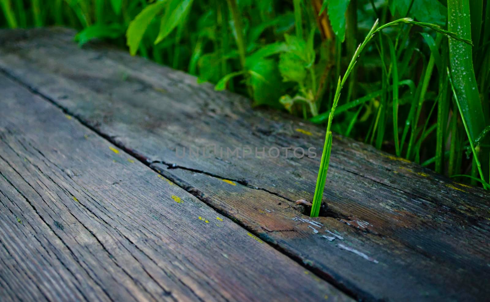 The grass is breaking through the wooden board. Close up wooden with grass. Dock of planks. Old gray wooden plank and green grass breaking through the planks.
