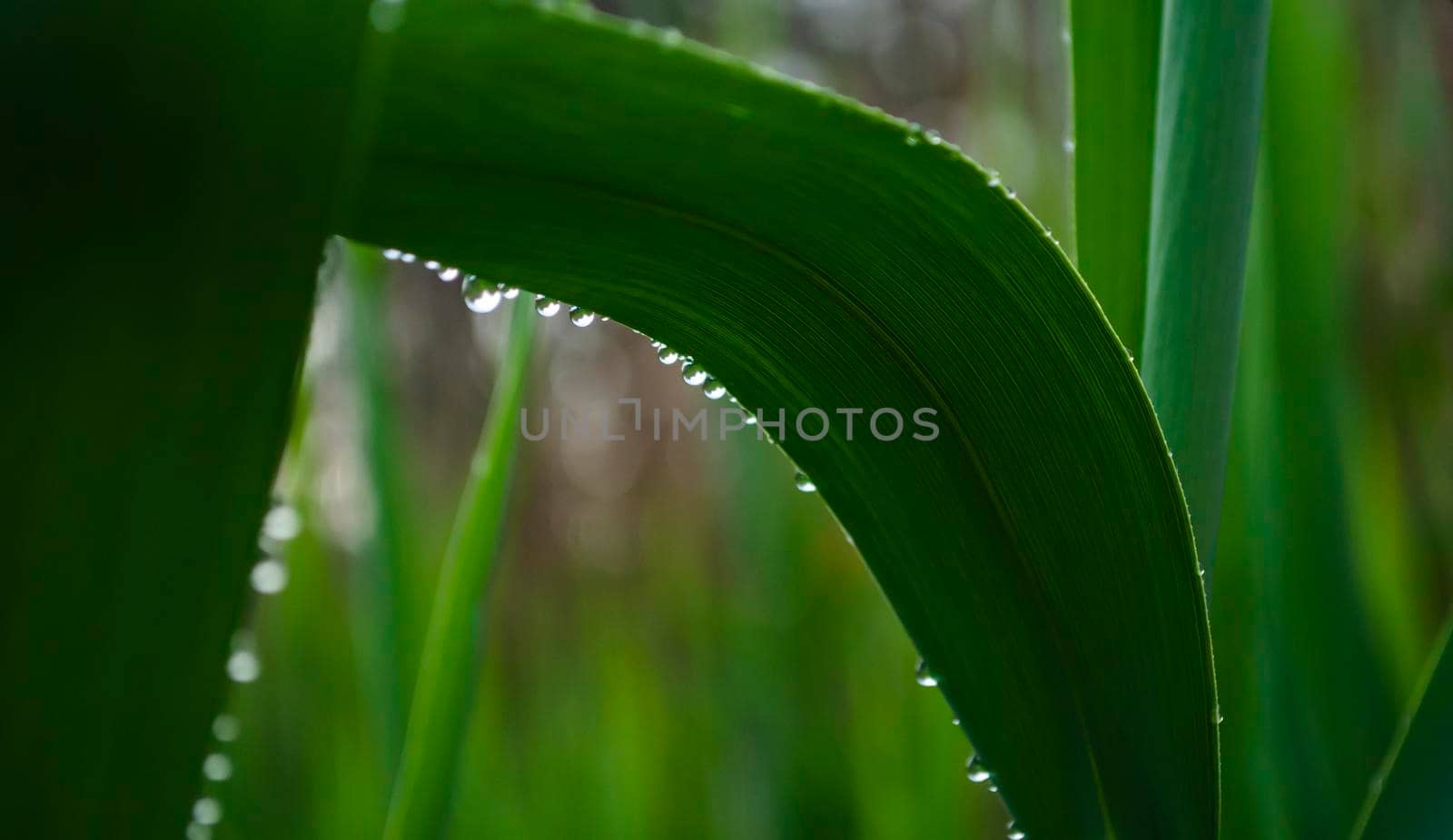Reed leaves in raindrops. The smell of freshness and greenery. by mtx