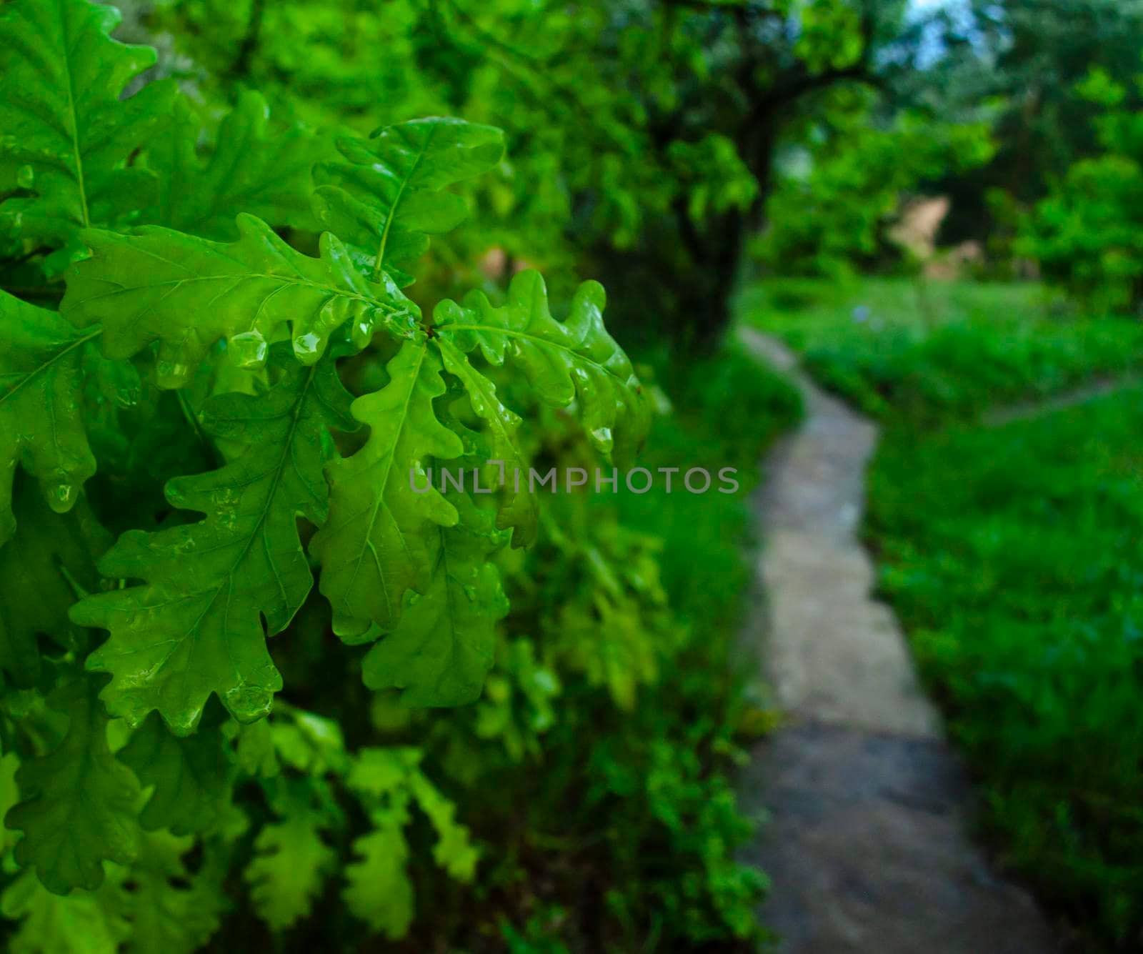 Oak leaves in drops of rain. Spring evening landscape with a path in the garden. The smell of freshness and greenery. Nice green background for selling natural products