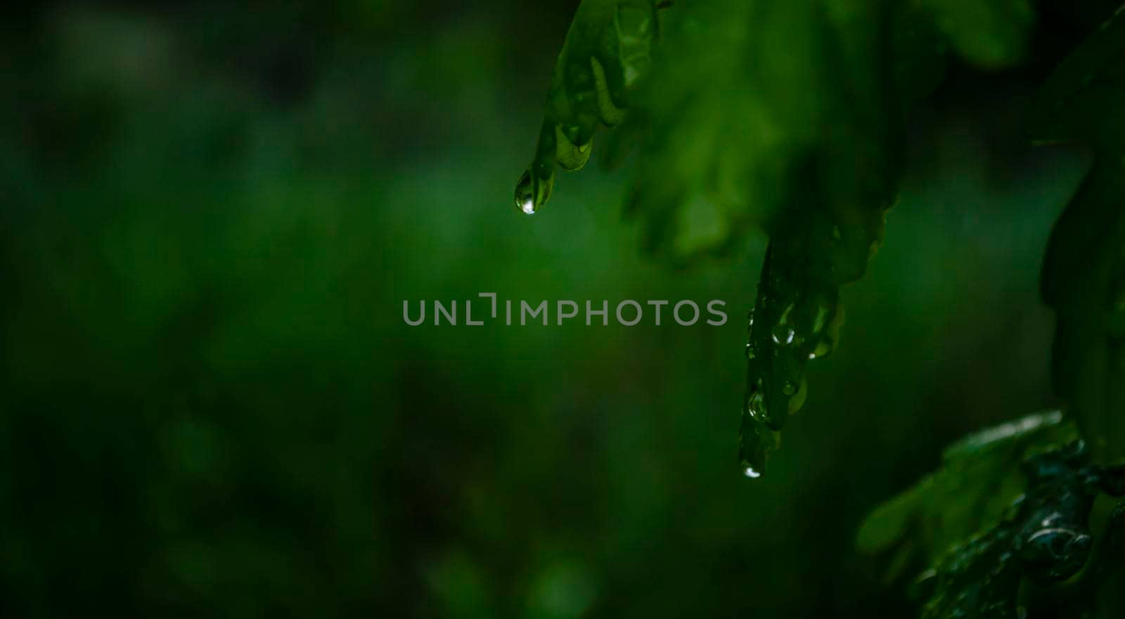 Wet after the rain, with green leaves on the dark background. Raindrops on the leaves of a fruit tree. Cozy atmosphere of a fresh spring evening. Drops close-up. Background for natural products.