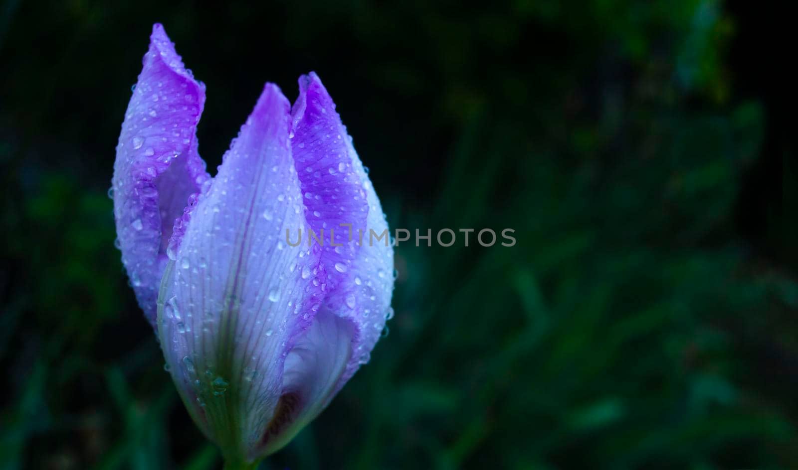 Flowering irises with drops of water after rain by mtx