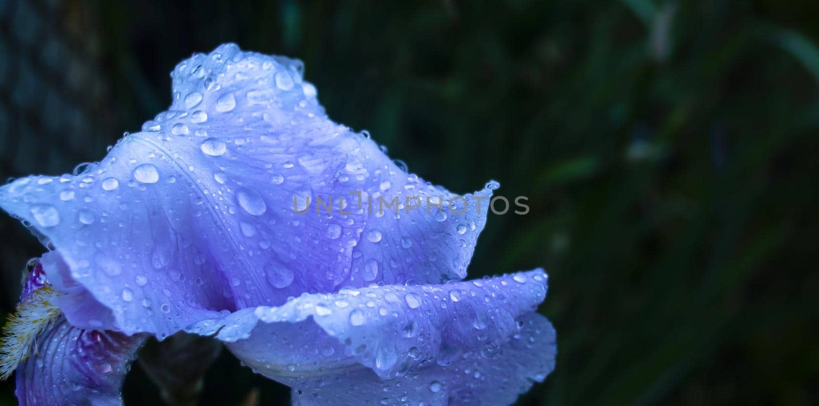 macro shot of a flower iris with water drops, Flowering irises with drops of water after rain, background, blue, nature, garden, green, plant, bloom, spring, white, purple, blooming, summer, flora, japanese, blossom, flowers, violet, color, beautiful, floral, petal botany beauty macro natural day colorful field fresh bright