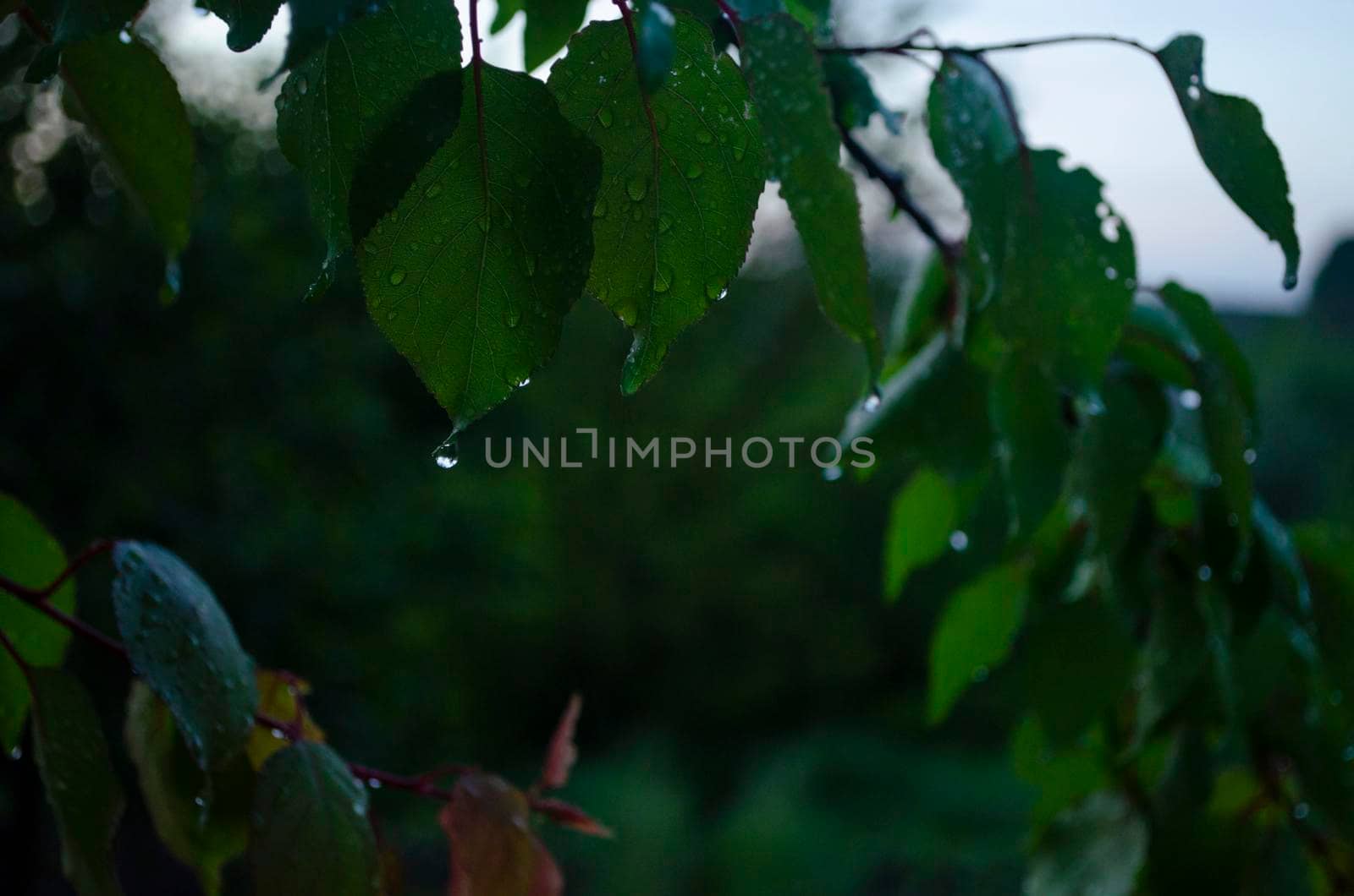 Raindrops on the leaves of a fruit tree. Branches of garden trees on a spring evening. Cozy atmosphere of a fresh garden. Rain in the spring. Drops close-up. by mtx