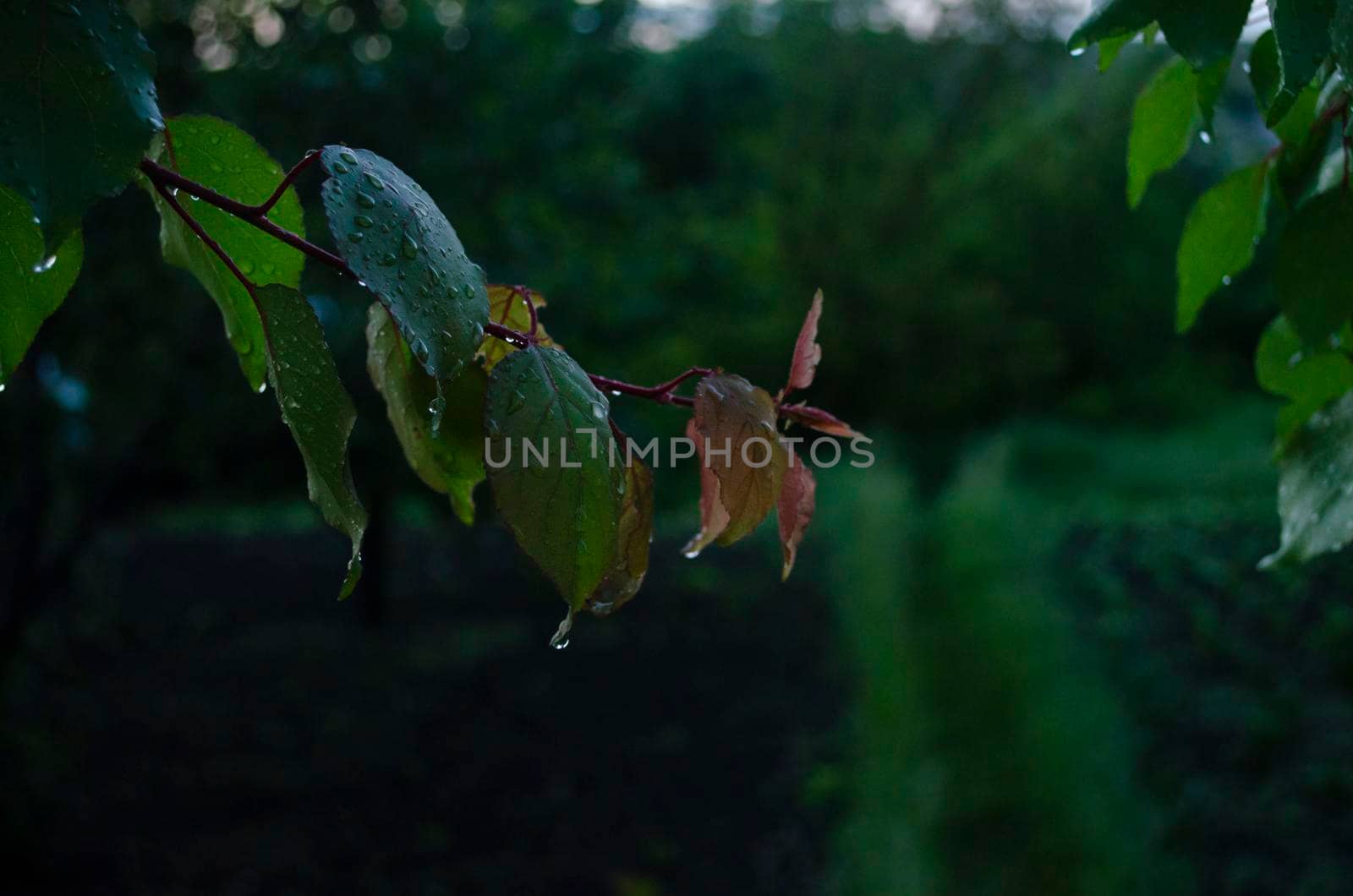 Raindrops on the leaves of a fruit tree. Branches of garden trees on a spring evening. Cozy atmosphere of a fresh garden. Young cones in the spring. Wet after the rain, with green leaves thickly and beautifully wraps around the fence in the yard