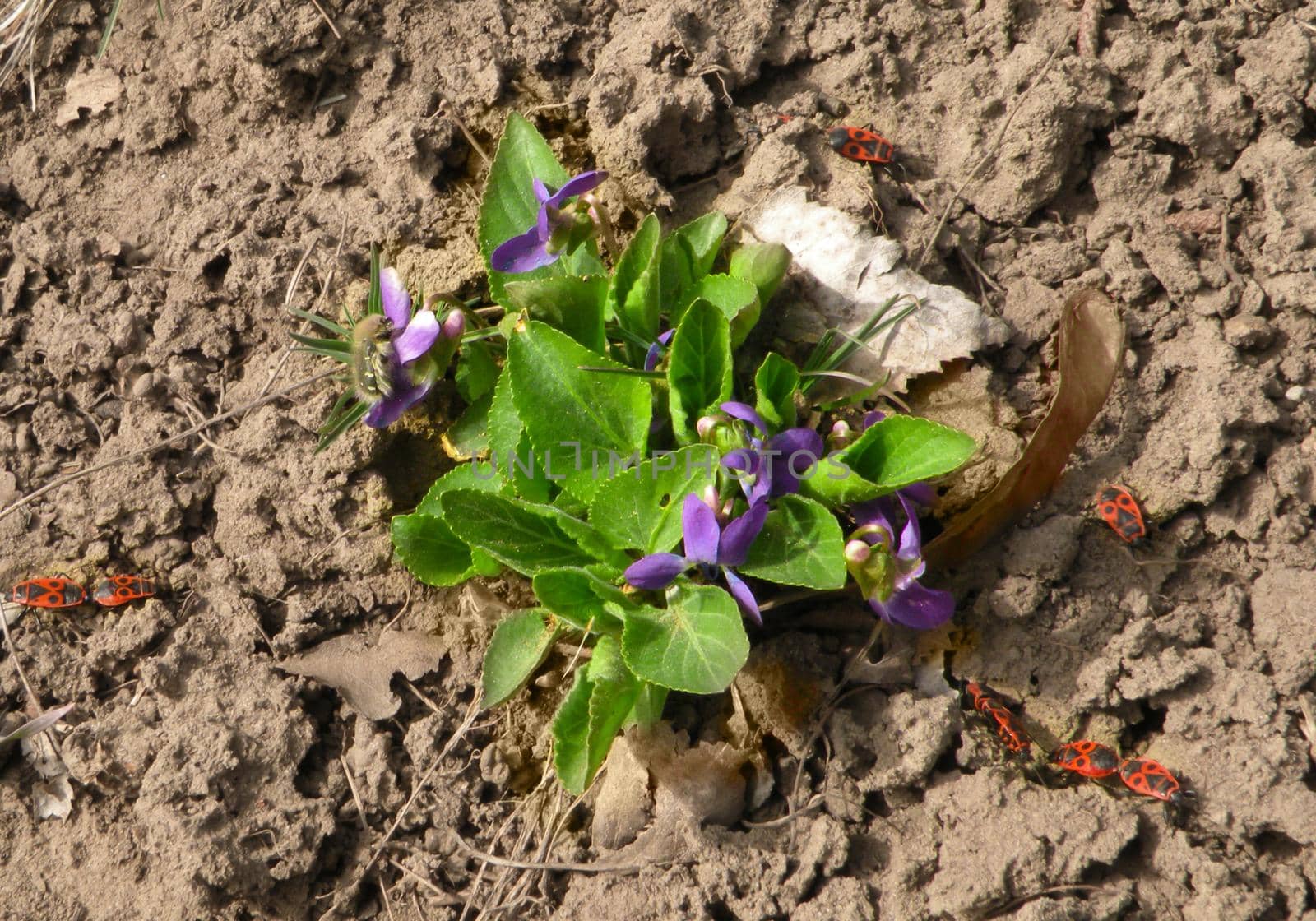 A firebug couple on a dry brown ground with flower. Pyrrhocoris apterus . Soldier bugs by mtx