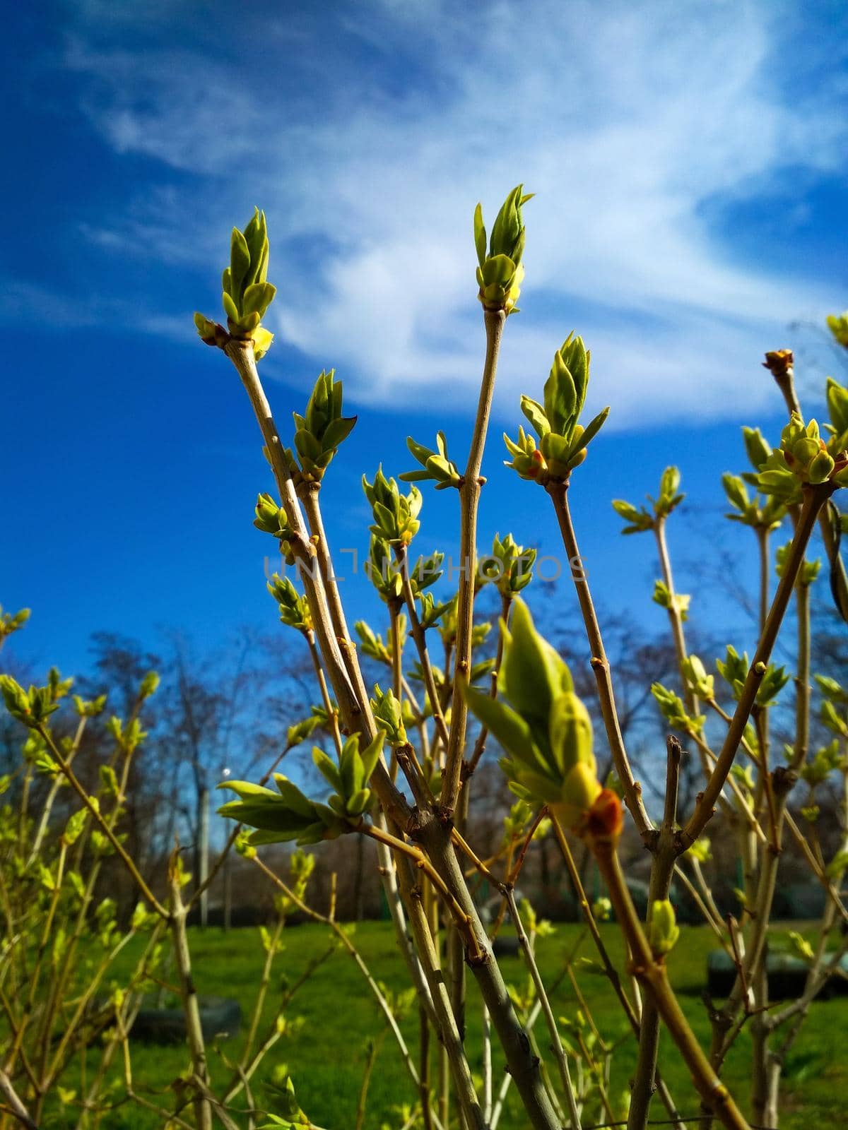 Close-up of twigs with buds of leaves against a blue sky with clouds. Young nature wakes up in springtime with a bush branch full of buds and small leaves, nature concept. by mtx