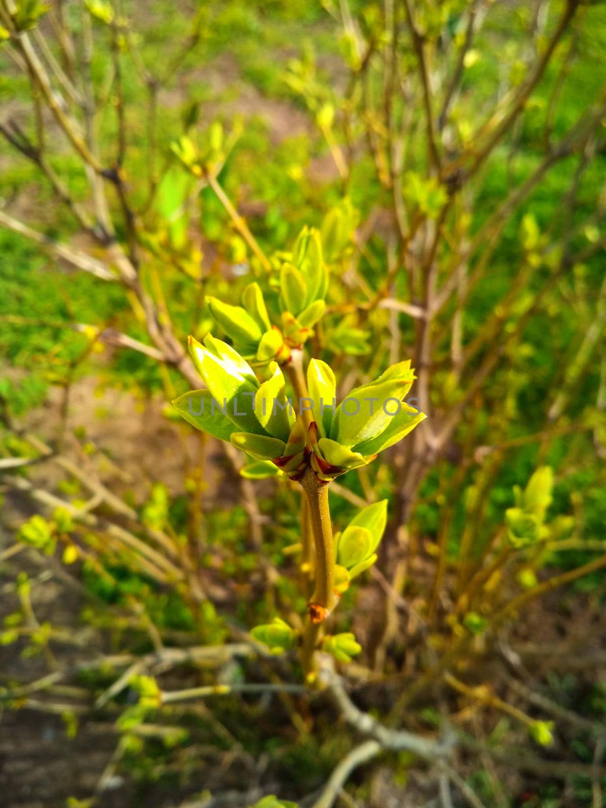 Close-up of twigs with leaf buds about to explode. Young nature wakes up in springtime with a bush branch full of buds and small leaves, nature concept. Nice spring greenery