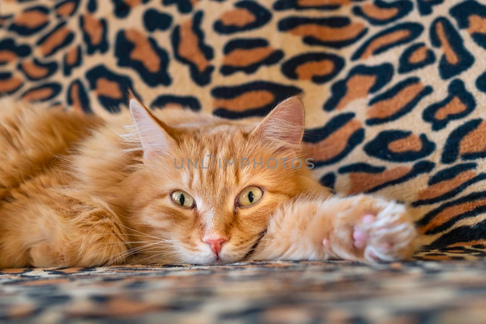 relaxed red cat lies on the couch and watches what is happening in the room by jk3030