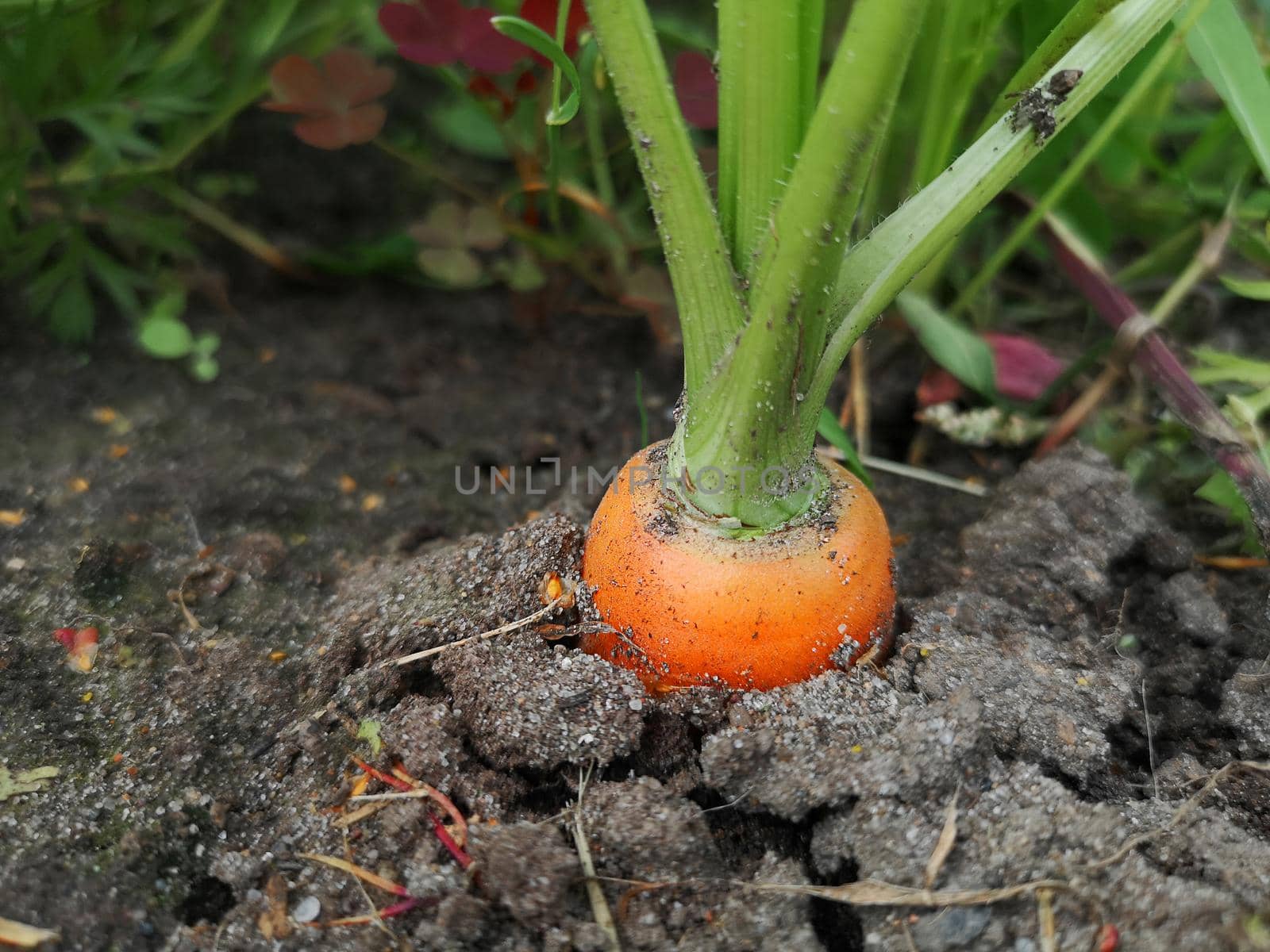Carrot in the garden, organic farming concept.
