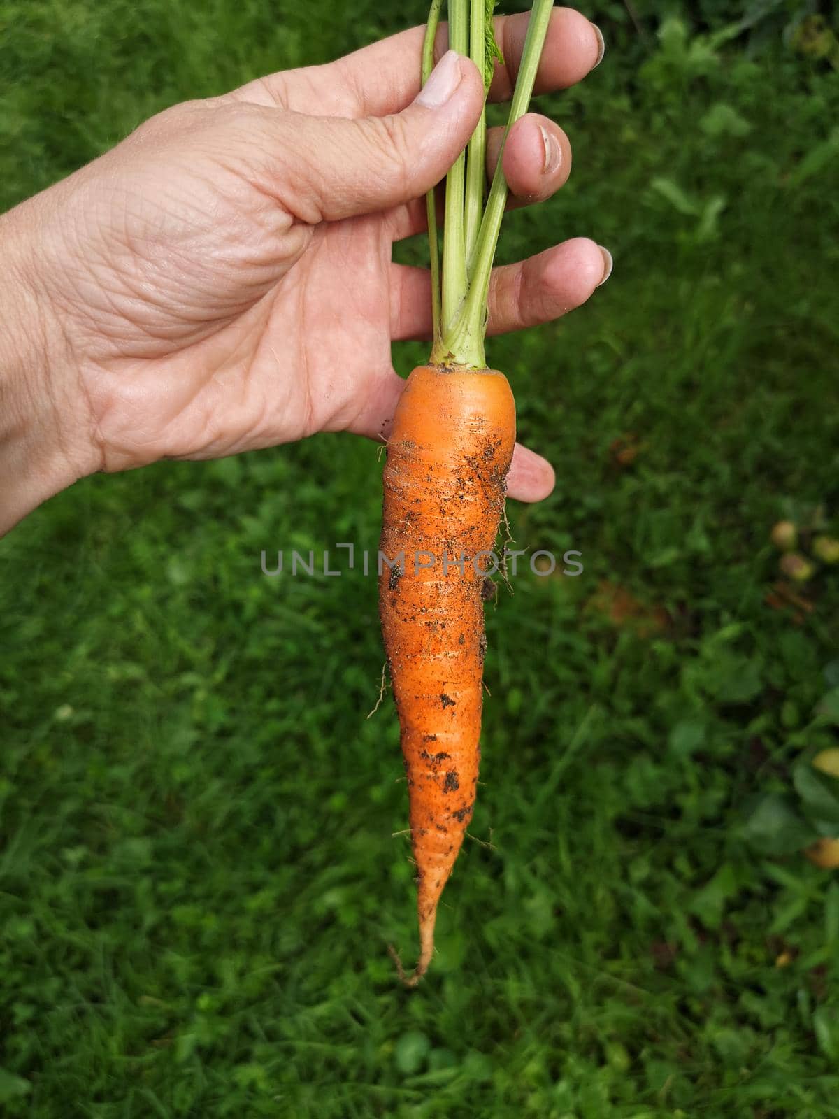 Close Up view Of Urban Farmer Harvesting Organic Carrots in the farden , organic farming concept.