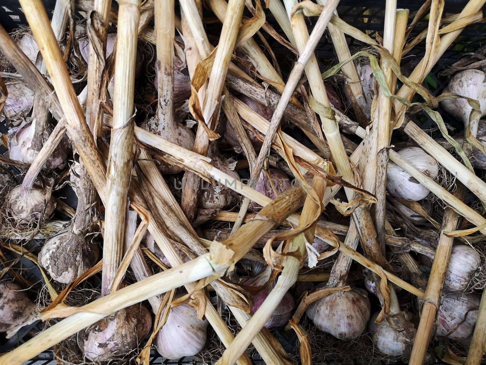 Freshly harvested garlic lies in boxes on the ground in the garden, along with roots and leaves