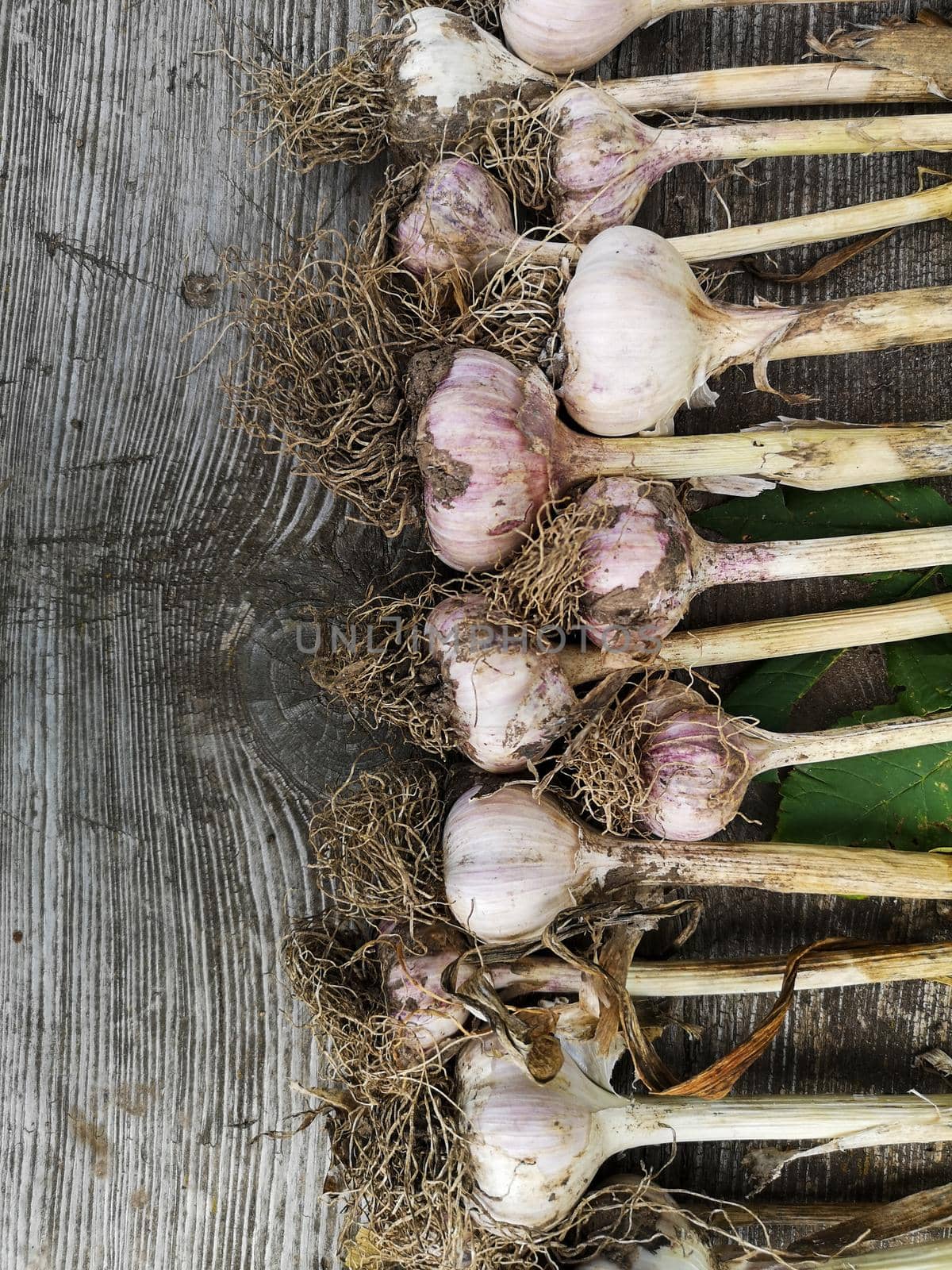 Freshly Picked Garlic Bulbs on a wooden and Dirt Background. organic farming concept.