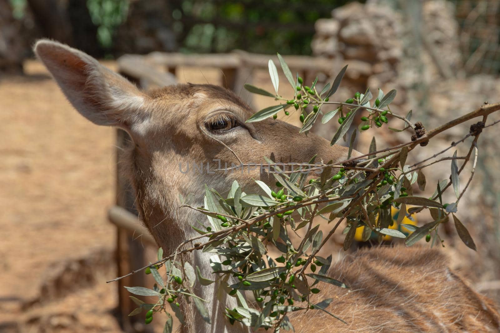 Close-up of a female deer and an olive branch on a blurry background with bokeh elements, stock photo