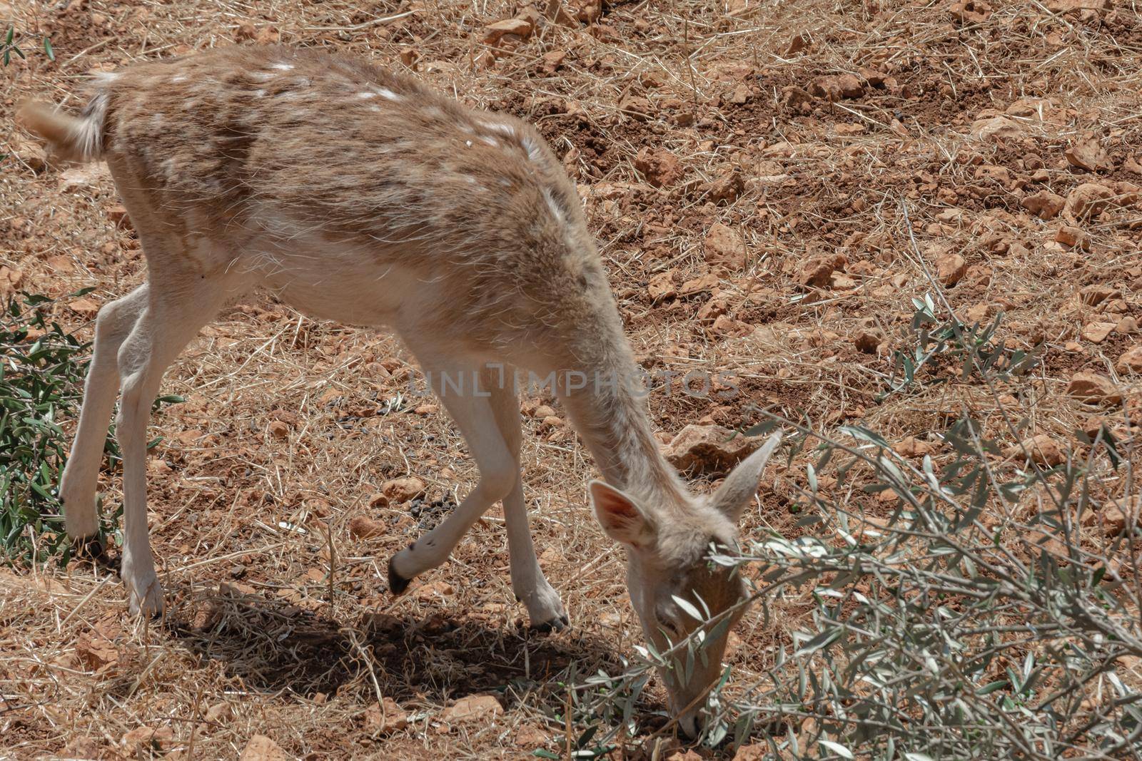 A female deer feeds on stony ground by Grommik