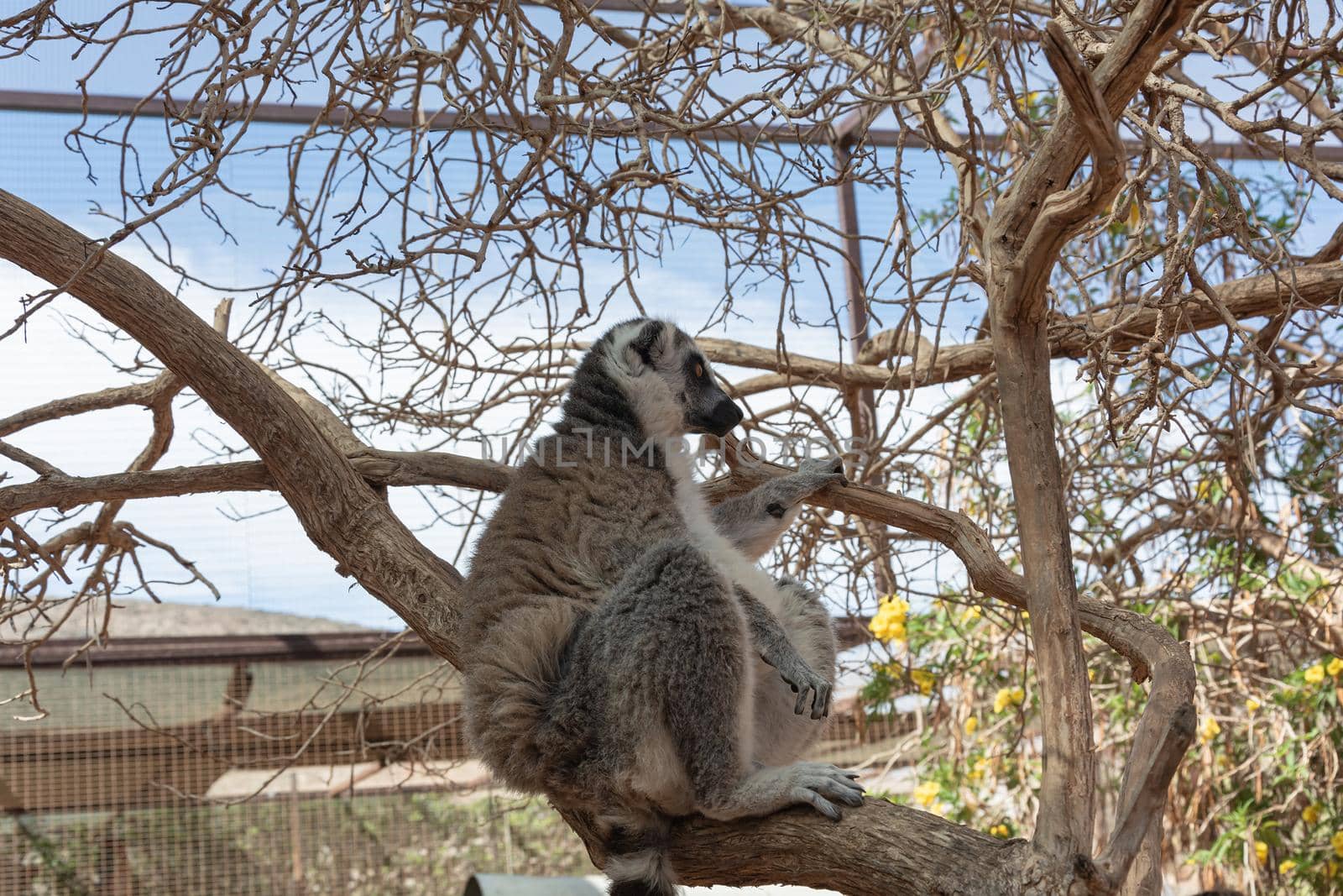 Animals. Lemur sitting on a branch of a dry tree. Close-up, blurry background. Stock photo
