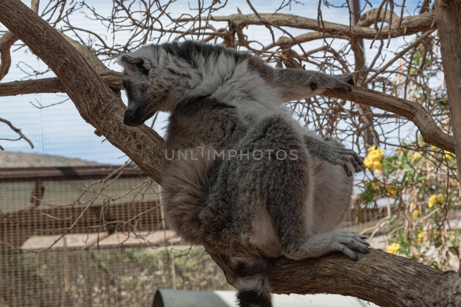 Animals. Lemur sitting on a branch of a dry tree. Close-up, blurry background. by Grommik