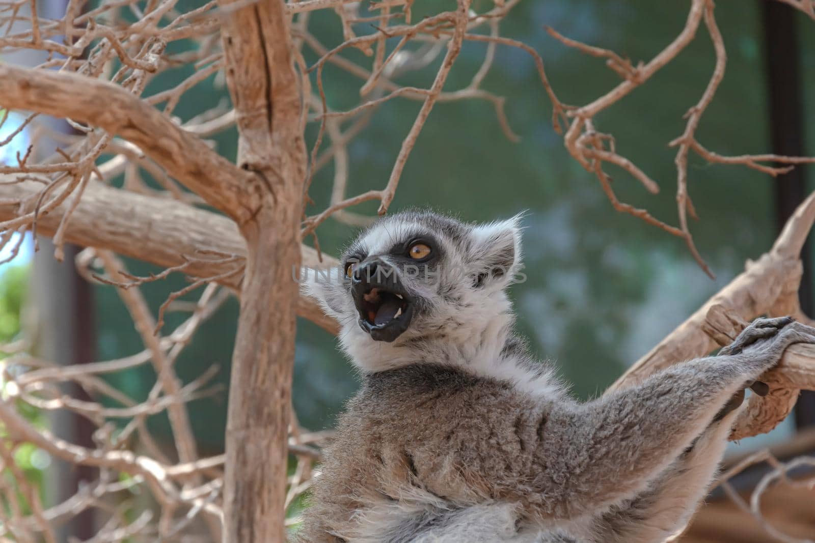 Animals. Lemur sitting on a branch of a dry tree. Close-up, blurry background. Stock photo