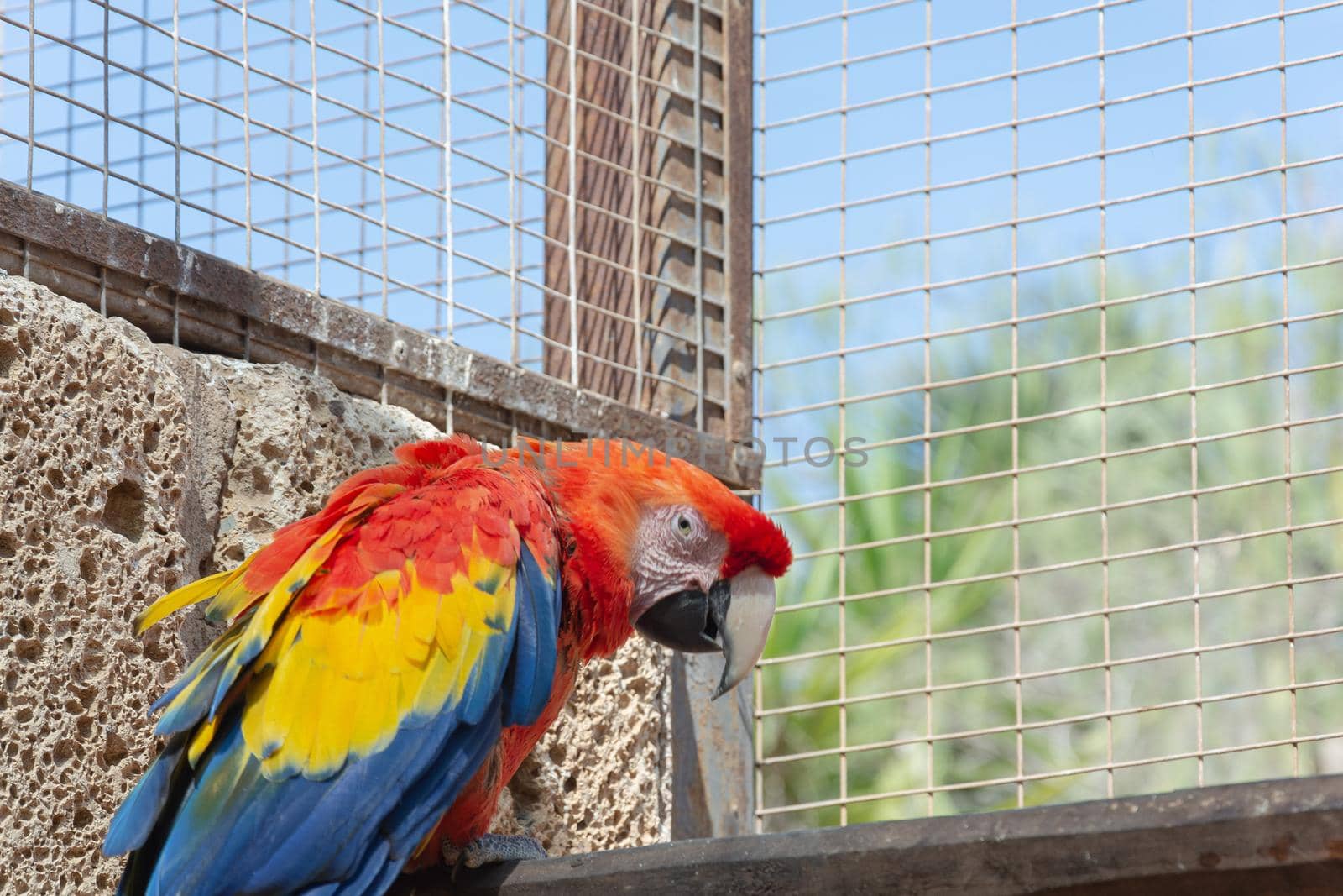 Animals. A parrot with colorful coloring sits on a perch. Close-up, blurry background. by Grommik