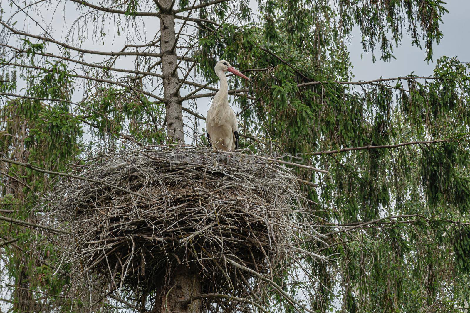 Stork nest on the trunk of a pine tree by Grommik