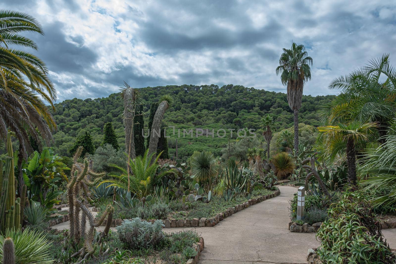 Natural landscape with cacti. Exotic plant. Stock photo