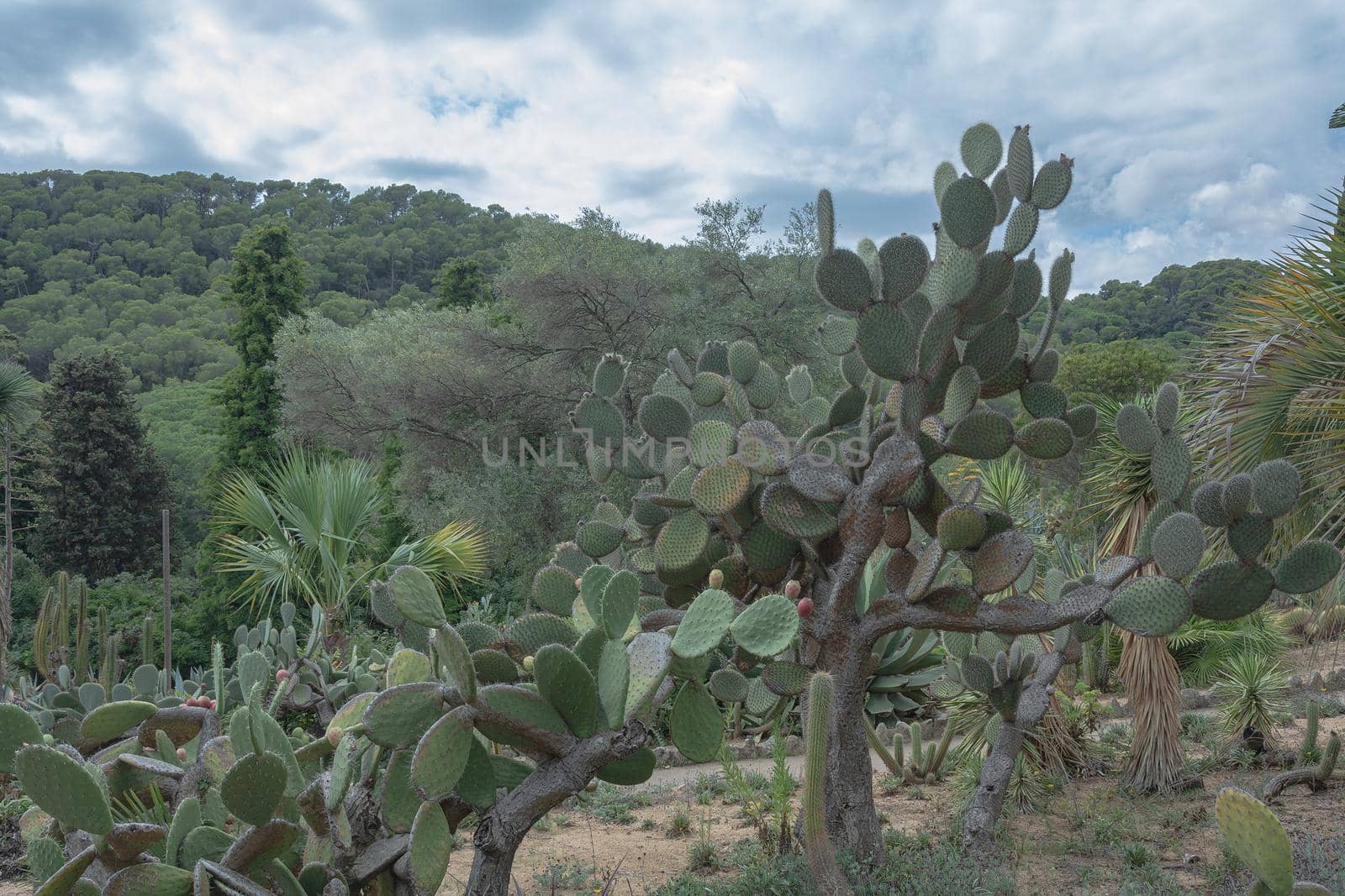 Natural landscape with cacti. Exotic plant. Stock photo