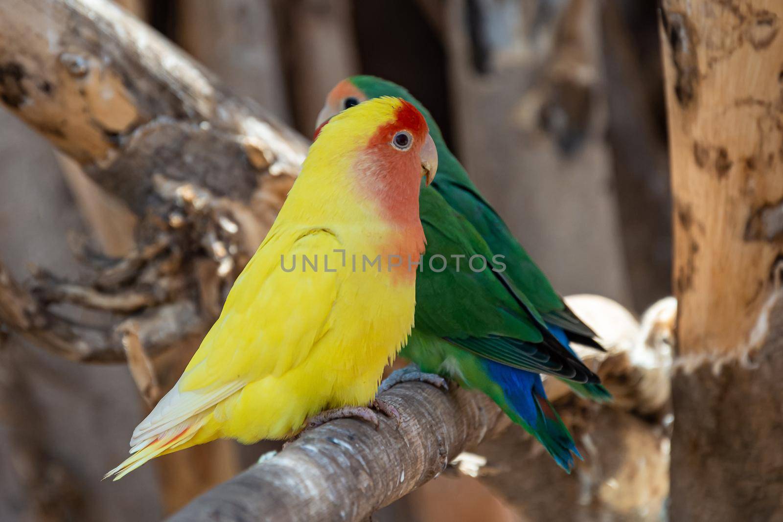 Two parrots with green and yellow colors are sitting on a branch. Blurry background. Stock photo