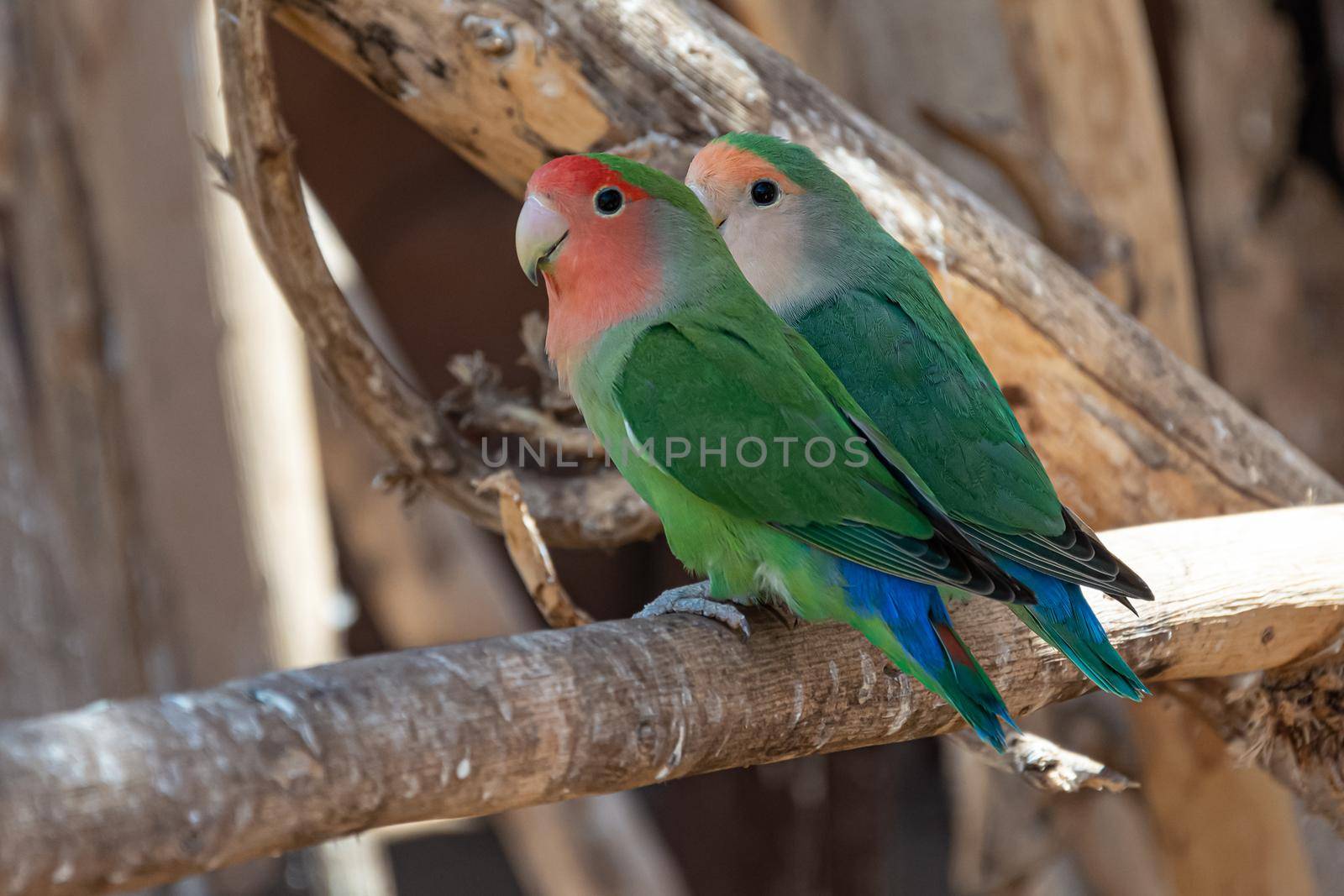 Two parrots with green coloring are sitting on a branch. Blurry background. by Grommik