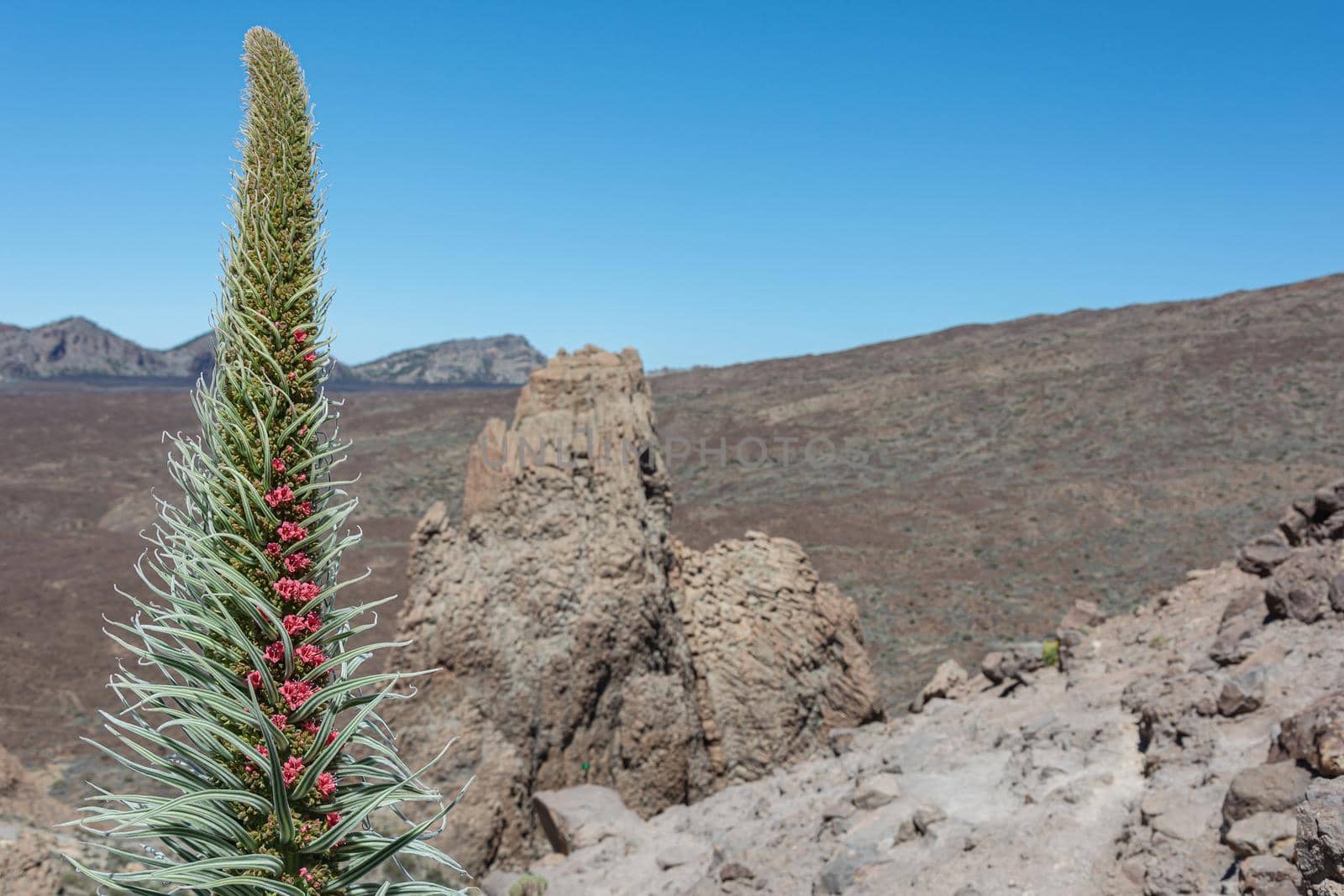 Bruise Of Wildpeeta. An exotic plant in the foothills of the Teide volcano. Blurry background, close-up by Grommik