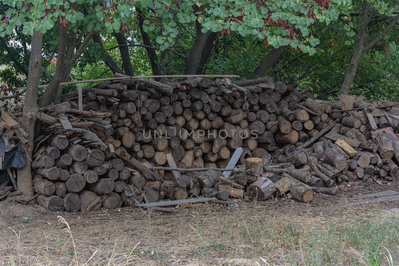 A woodpile is stacked among the trees. Stock photo.