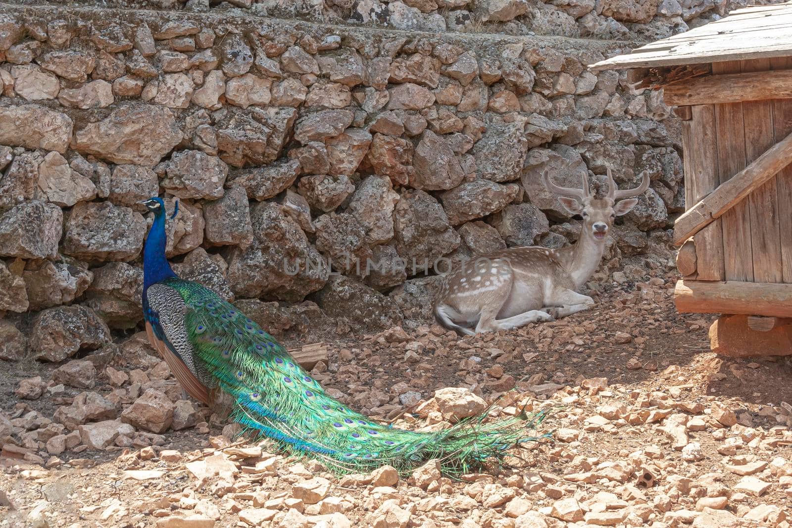 Wildlife. Peacock with colorful tail and deer near the stone wall. Stock photography