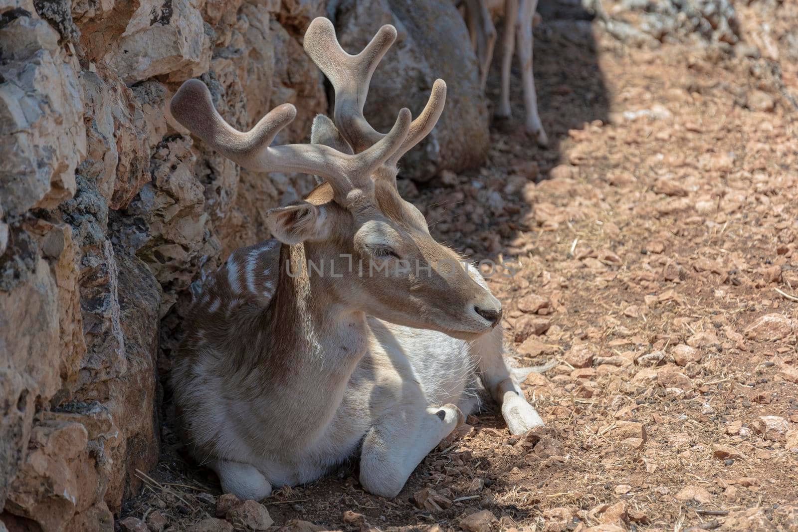 Wildlife. The deer is lying near a stone wall. Stock photography